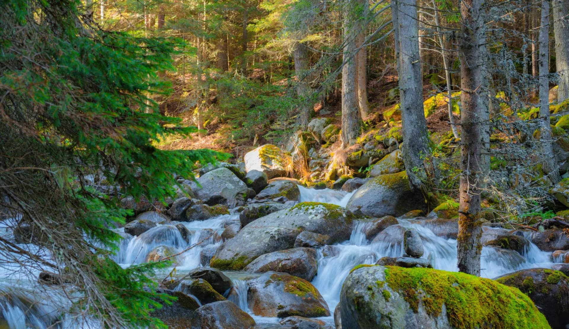 A small stormy river in the Pirin mountains in autumn. The Demyanitsa river flows in a mountain coniferous forest