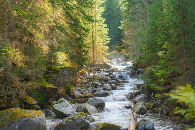 A small stormy river in the Pirin mountains in autumn. The Demyanitsa river flows in a mountain coniferous forest