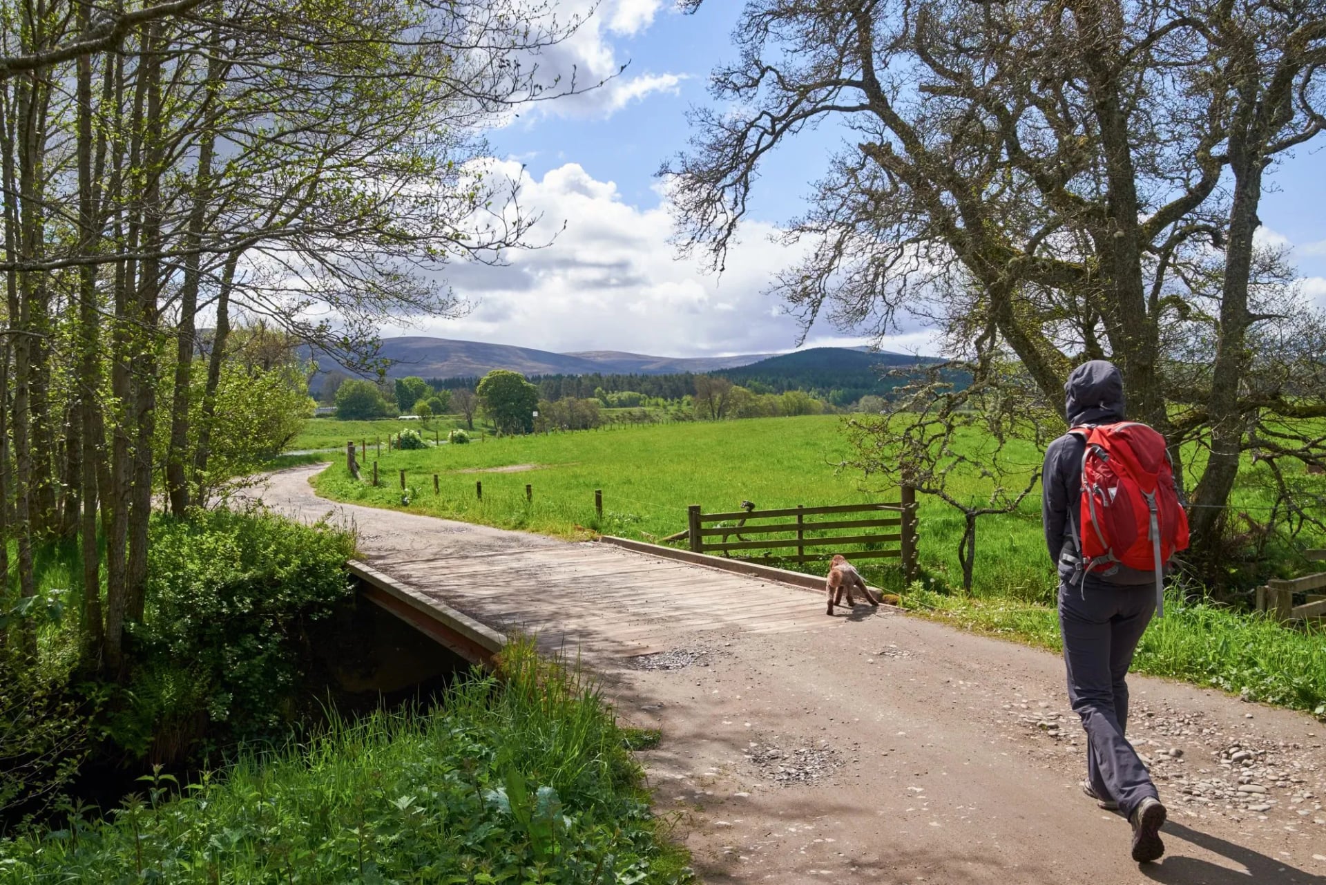 A walker with a red pack on a farm track through green fields