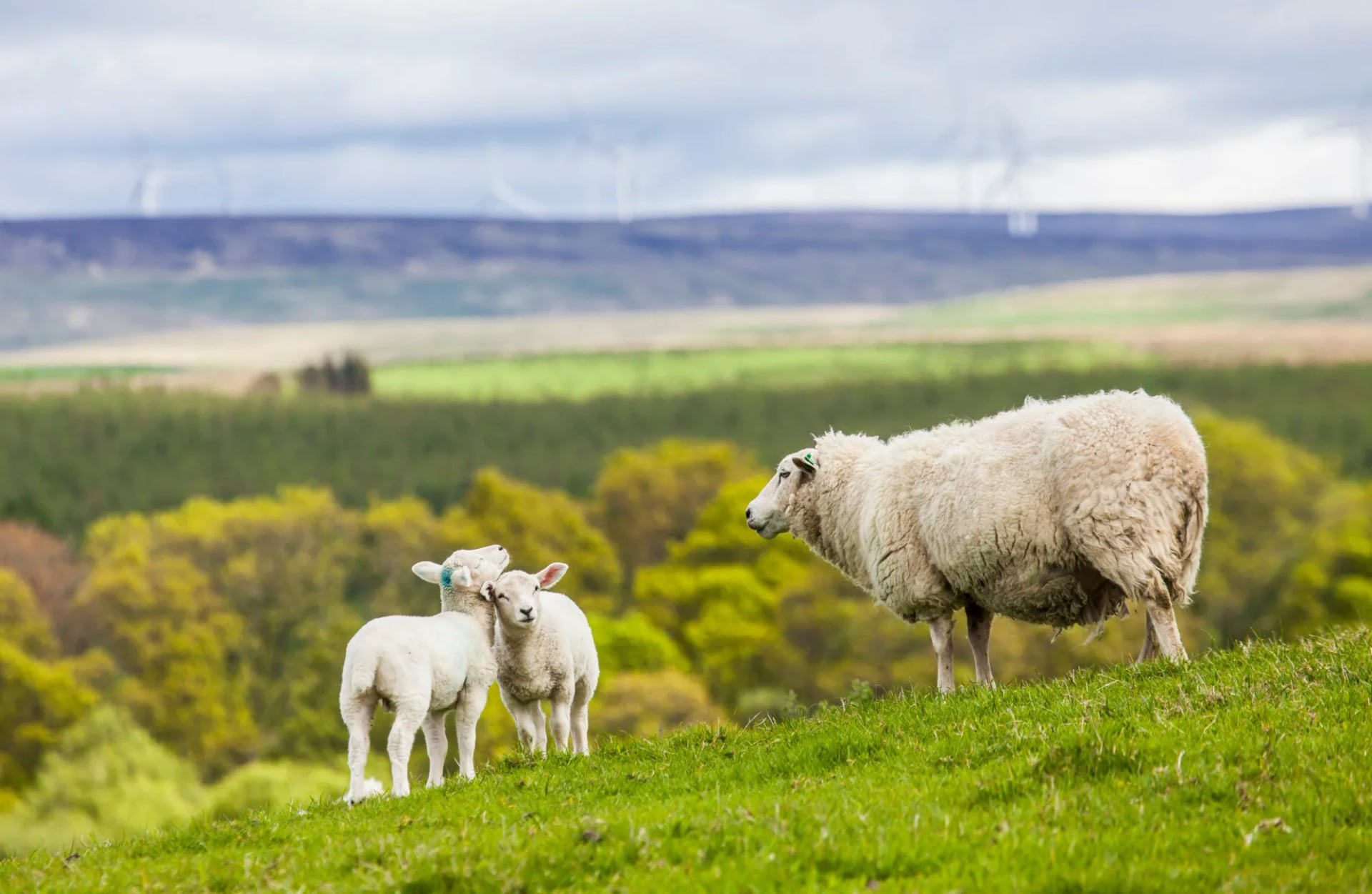 Een ooievaar en twee lammetjes op groene weide