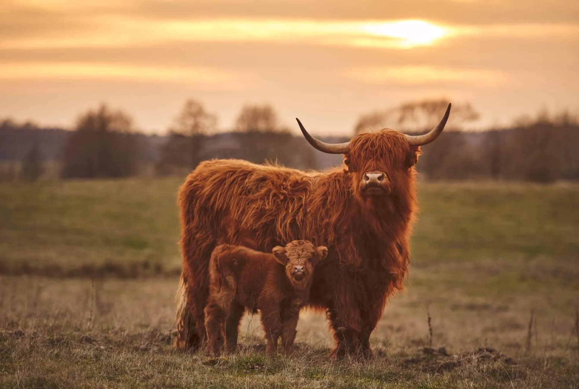 Highland cow and calf. Sunset over the pasture
