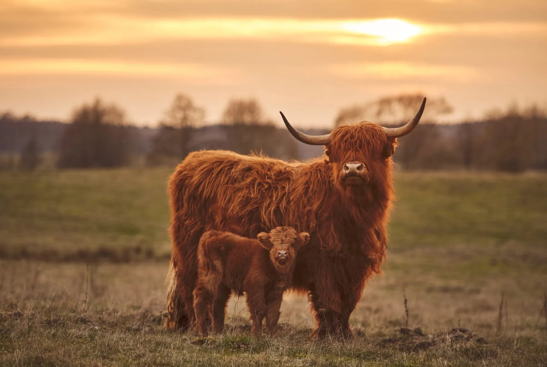 Een Highland koe en kalf in een veld bij zonsondergang
