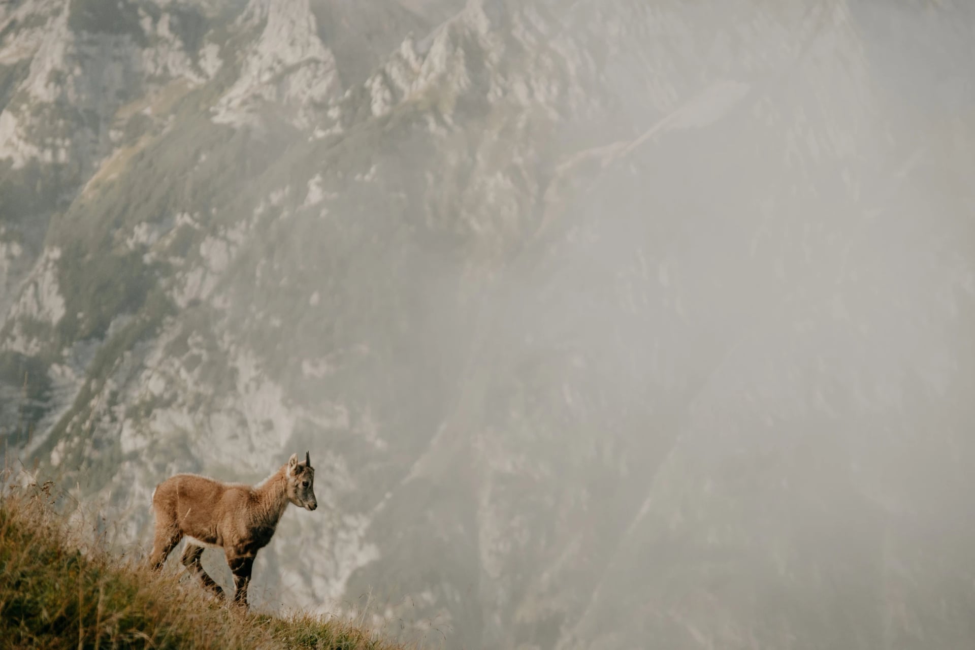 Divoký ibex v Triglavském národním parku v slovinských Julských Alpách