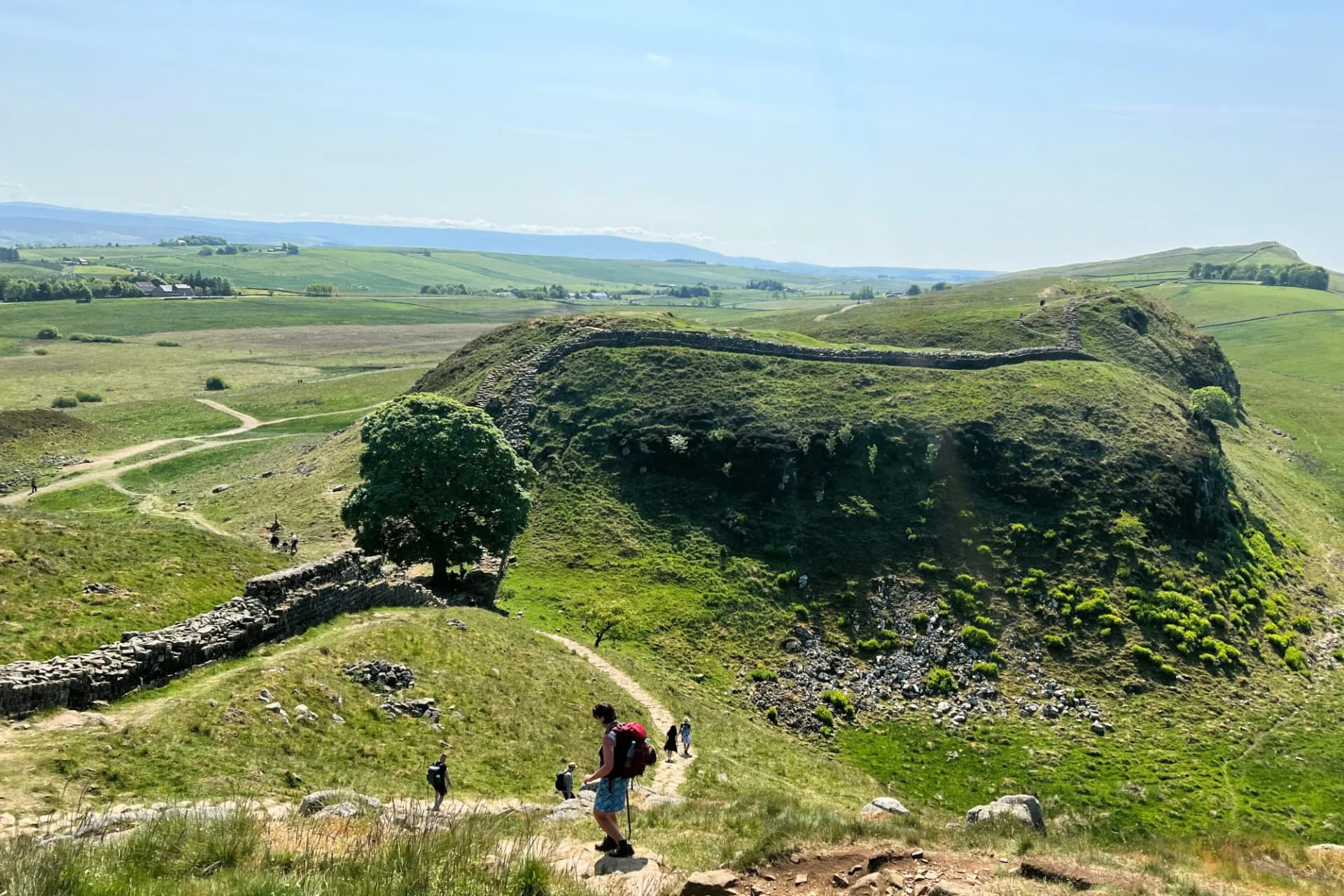 Sycamore Gap tree on Hadrian's Wall trail.