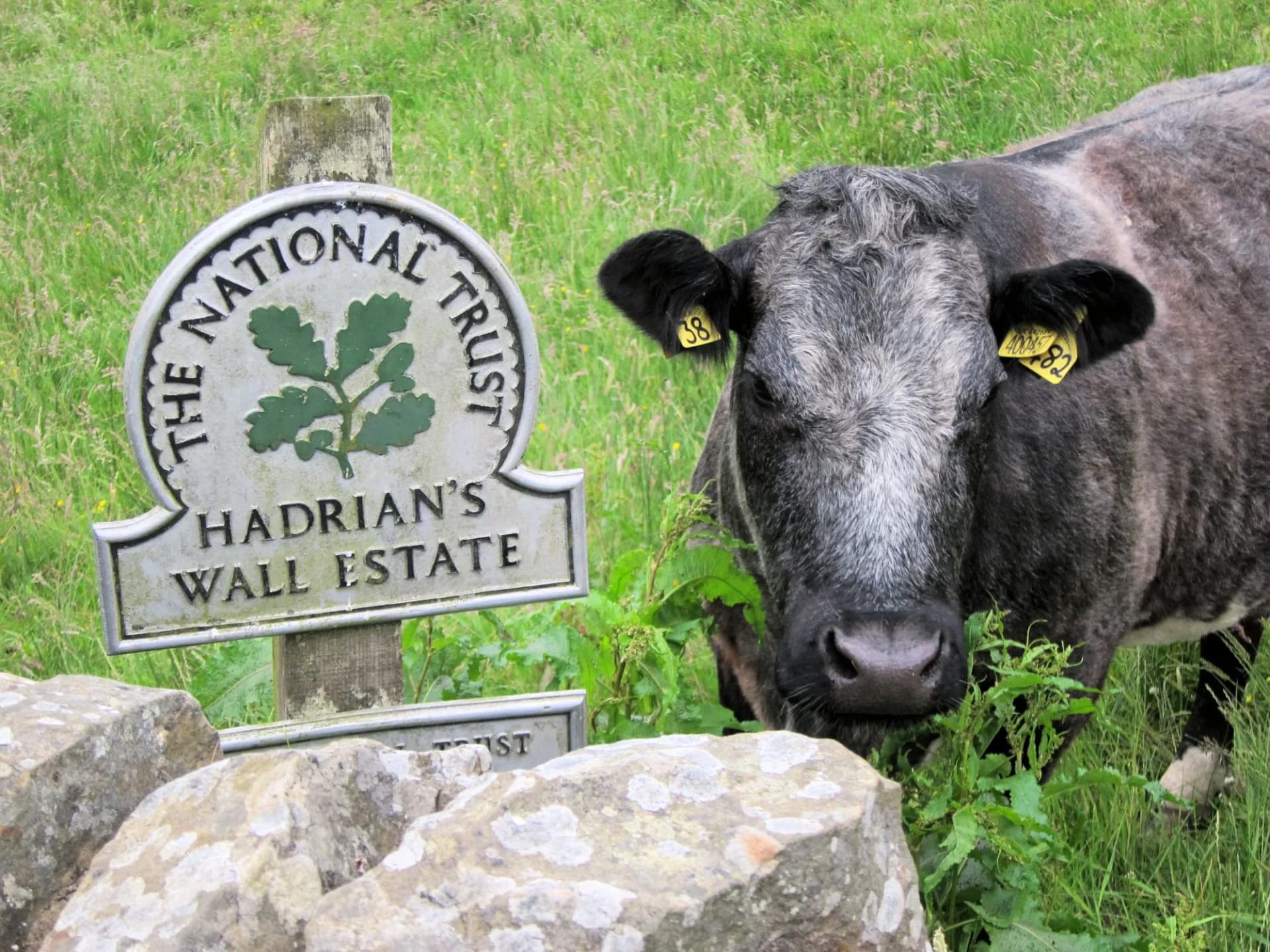 Cow At Hadrians Wall