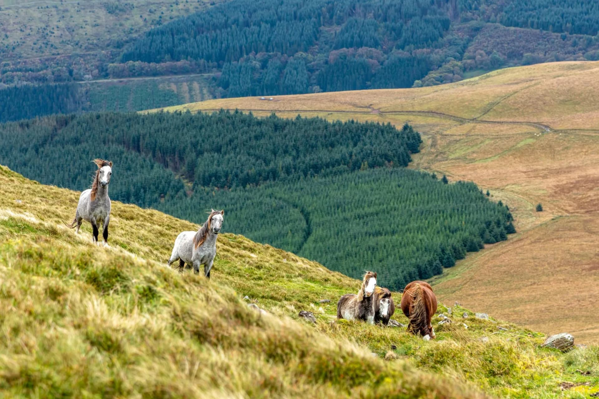 Wild horses group looking toward the camera on a line in a grass mountain slope with a grey stormy sky