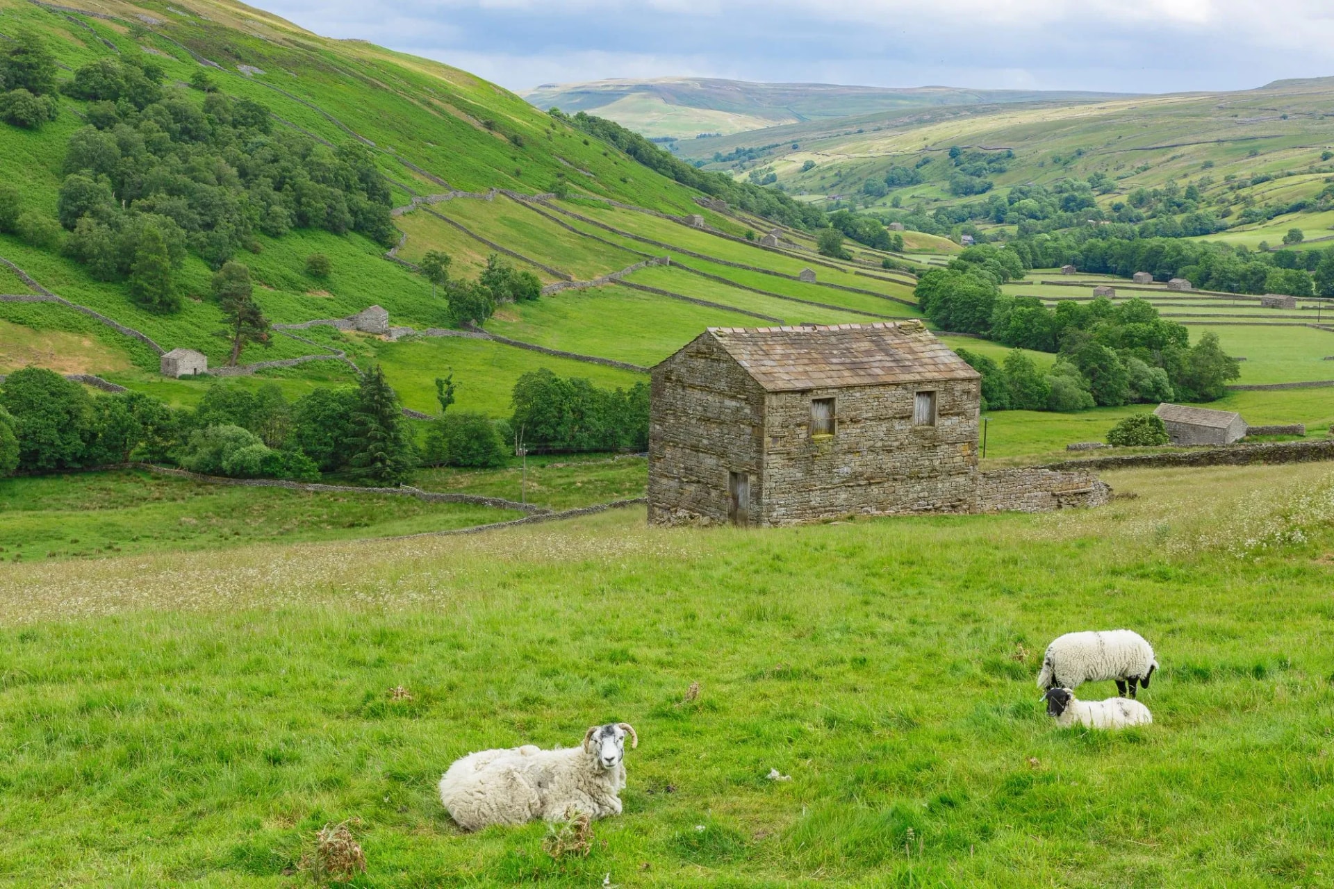Swaledale, a remote northern dale in Summertime with stone barns or cow houses, drystone walling, meadows and a Swaledale ewe with her lambs in the lush, green meadow. Horizontal. Space for copy.