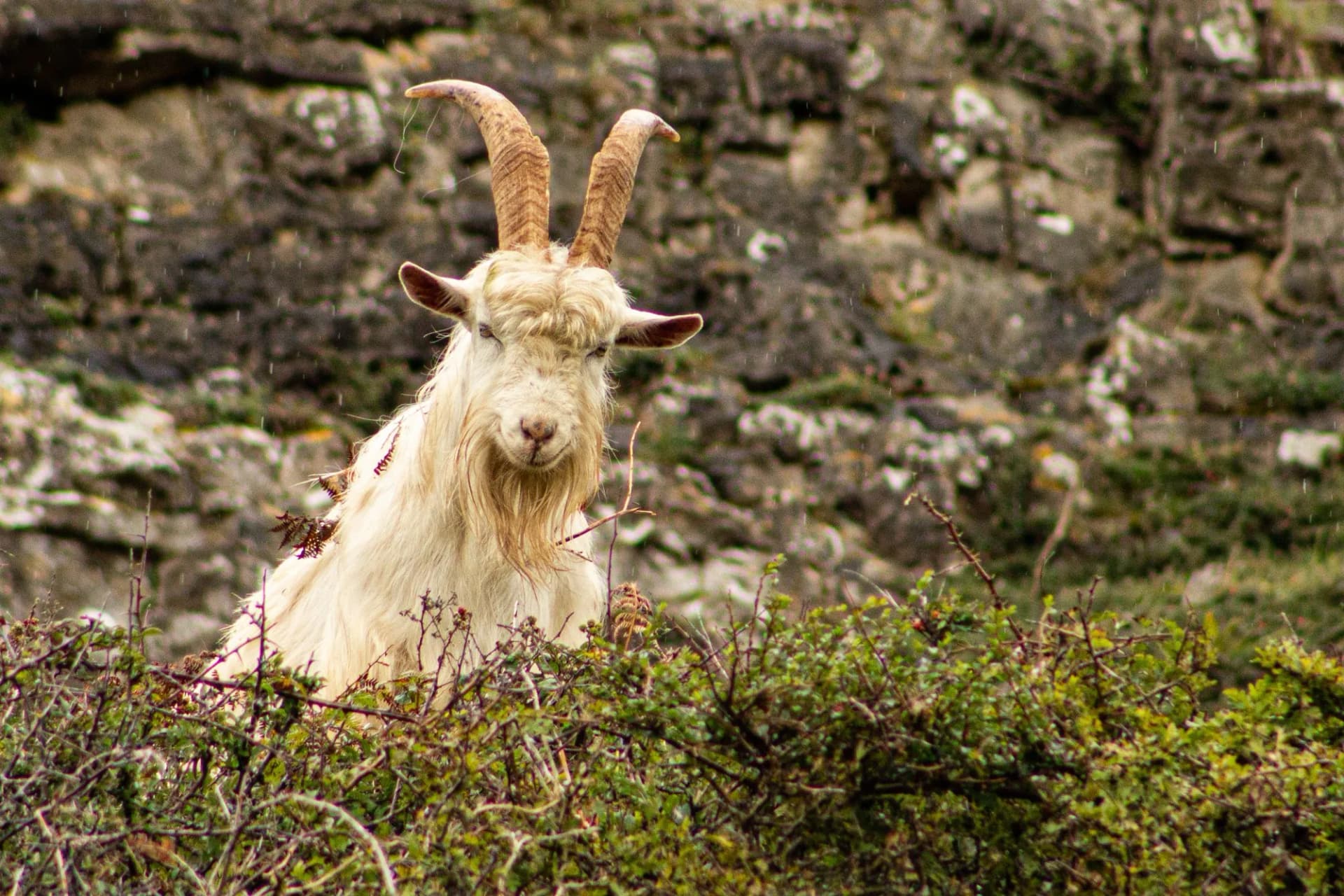 Cashmere goat on the Great Orme, Llandudno, North Wales, UK
