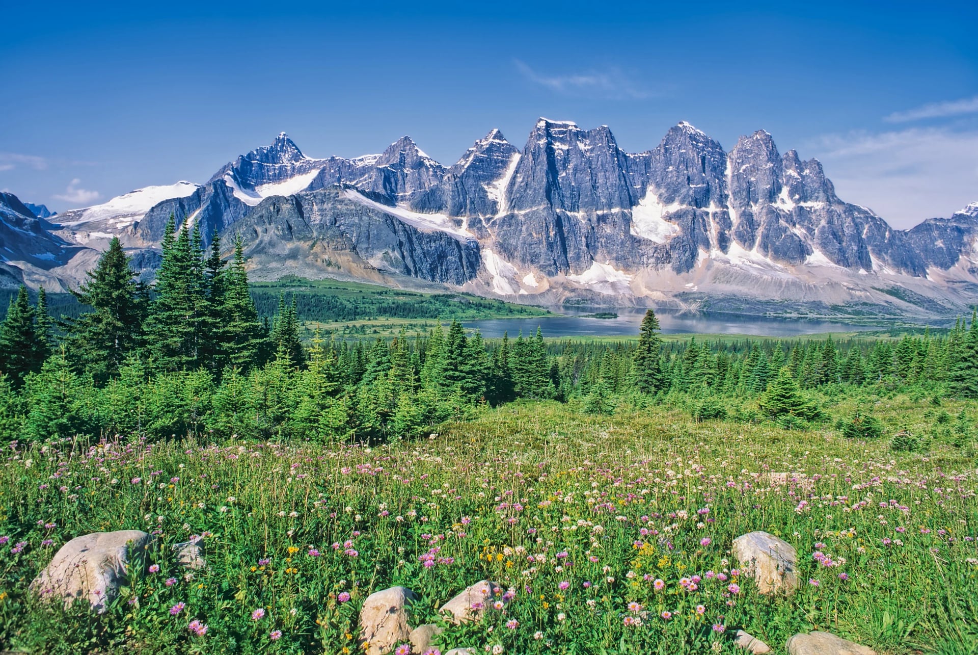 Wildflowers in forest meadow with The Ramparts rising above Amethyst Lake in distance, Tonquin Valley, Jasper National Park, Canada