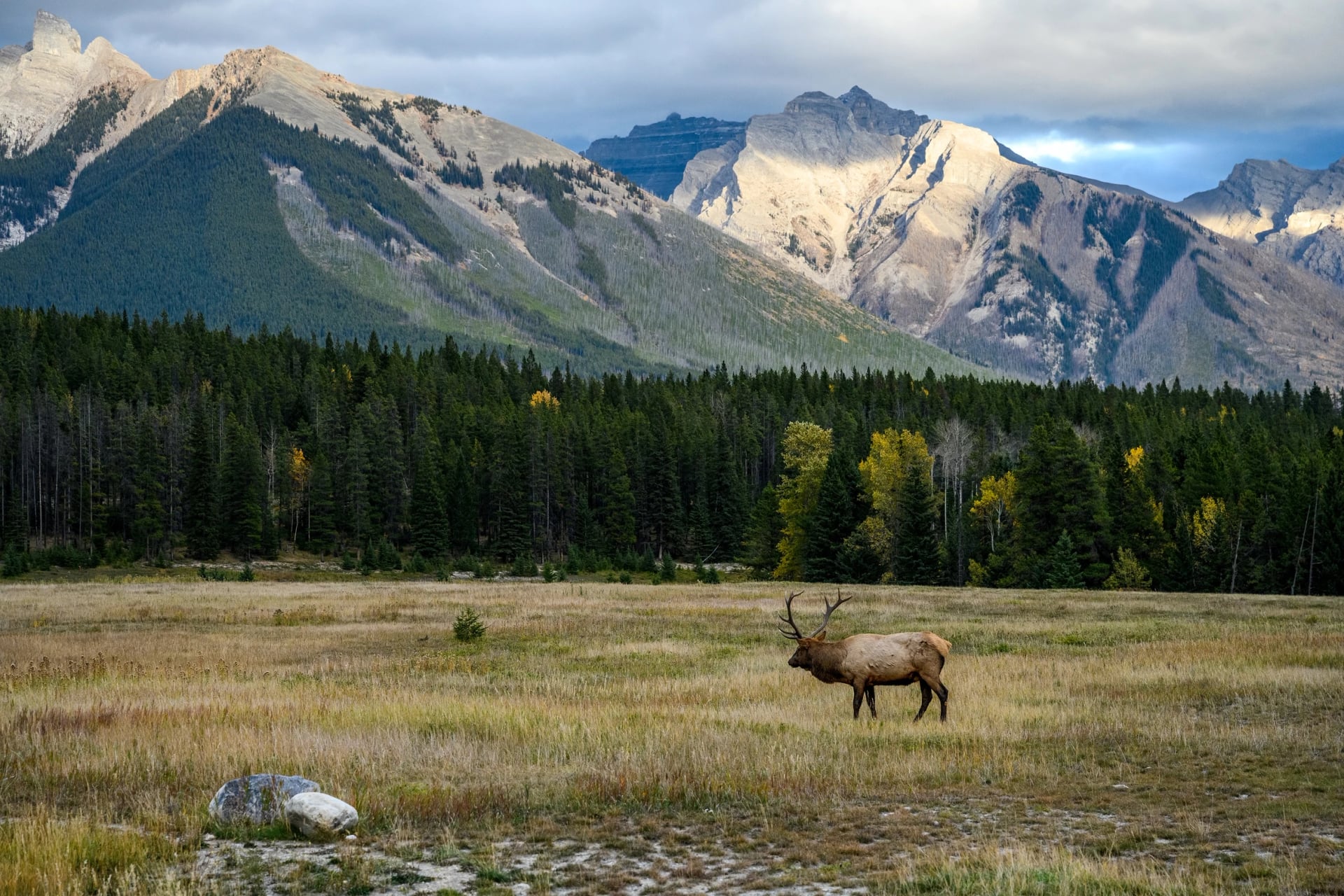 A bull elk with full antlers standing in an open meadow below a long limestone range.