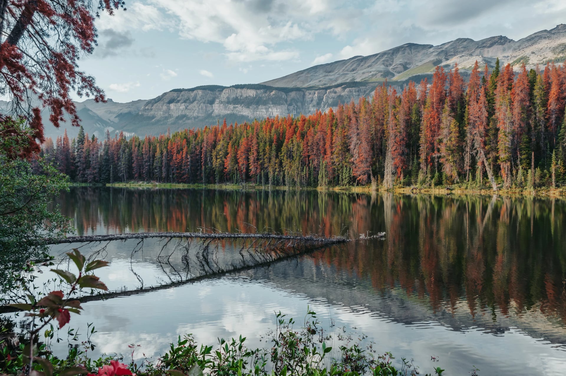 Rust-red conifers reflected in the still water of a lake, with a bleached dead log reaching out from the shore.