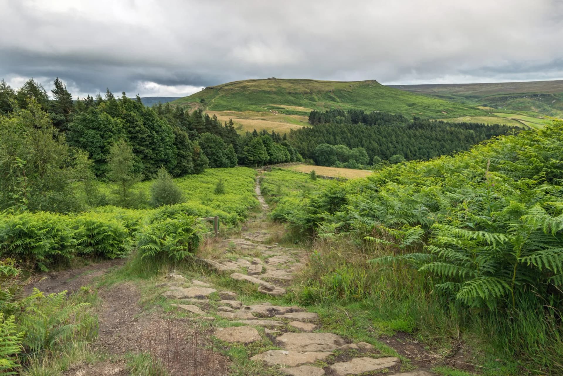 Cleveland Way trail looking towards Urra Moor from Hasty Bank above Broughton Plantation. The Cleveland Way is a 110 mile (177km) trail skirting the North Yorkshire Moors National Park.
