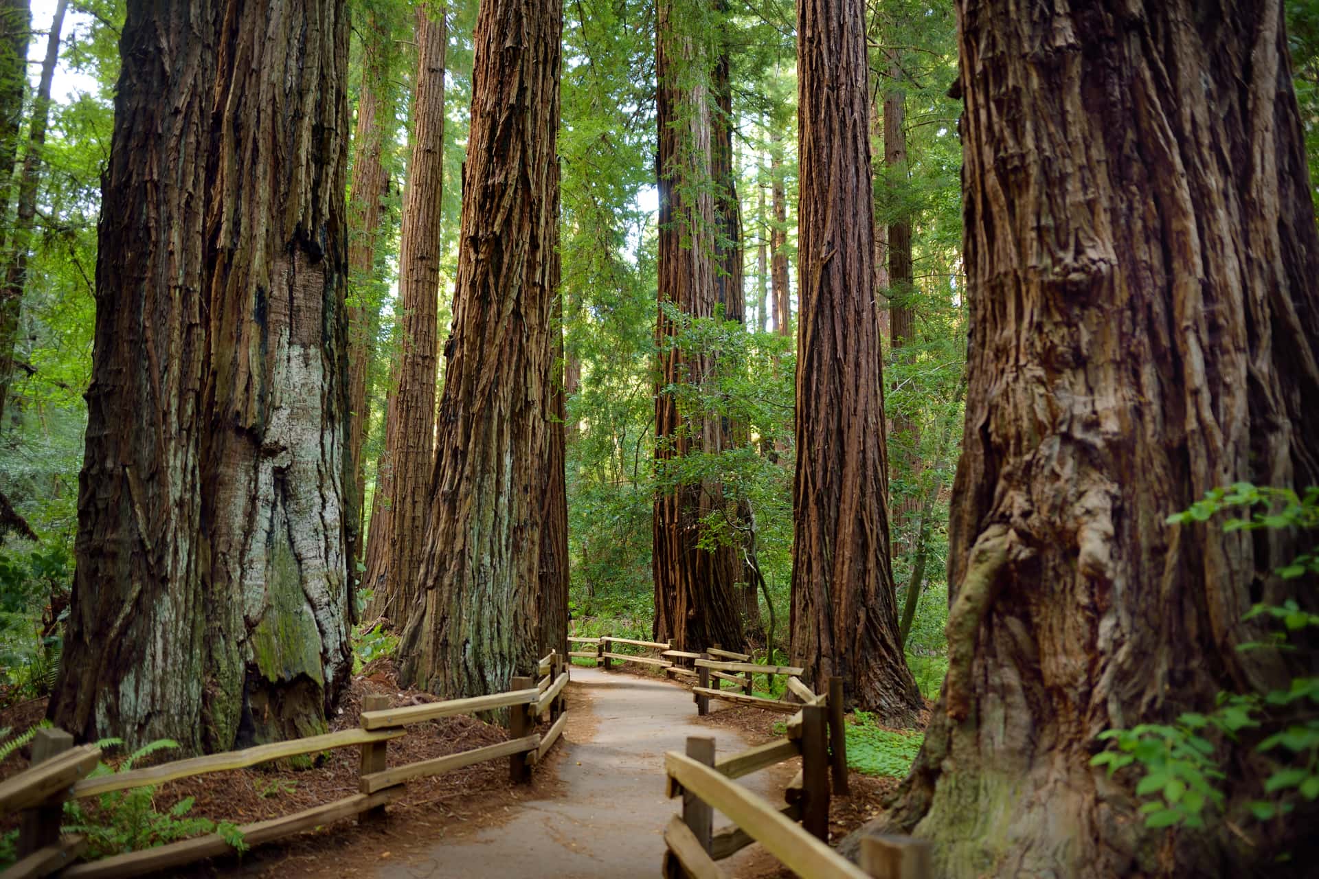 Walking path bordered by wooden fence among giant redwood trees in a lush green forest.