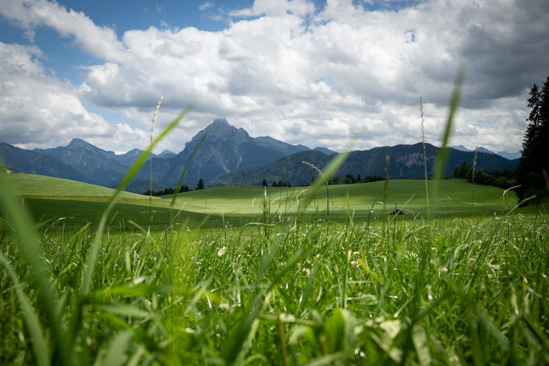 Alpine meadow and long grass below the Bavarian peaks