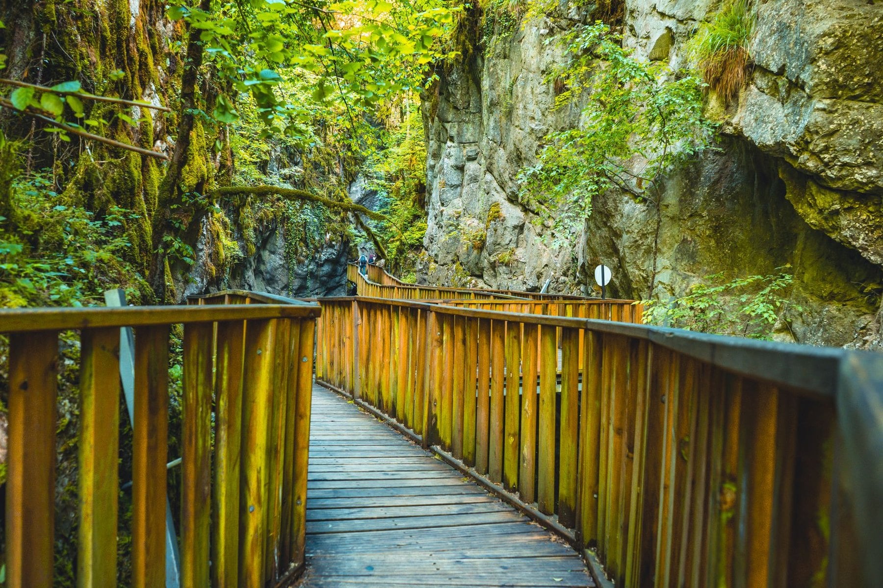 A timber boardwalk threading a narrow forest gorge