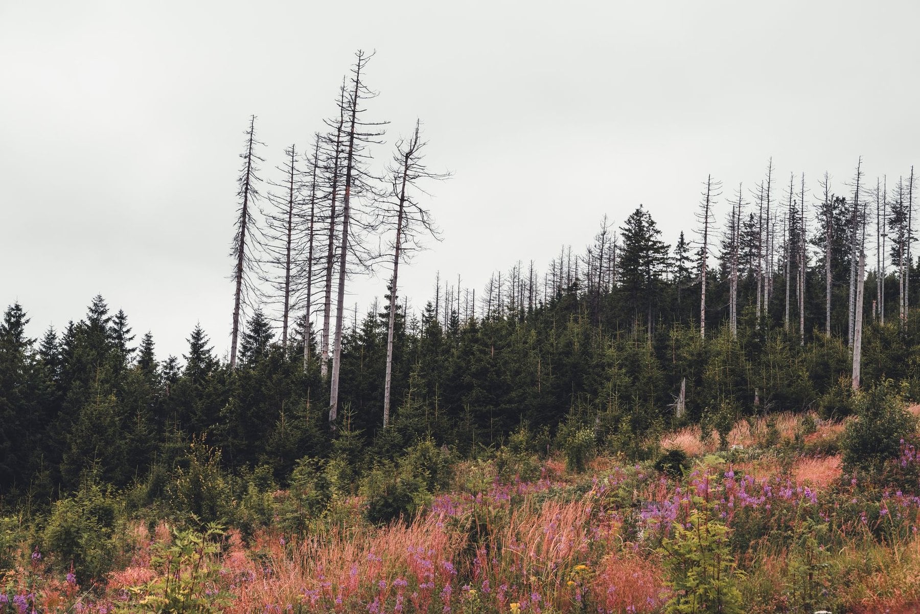 Standing dead spruce and wildflowers in the Harz national park