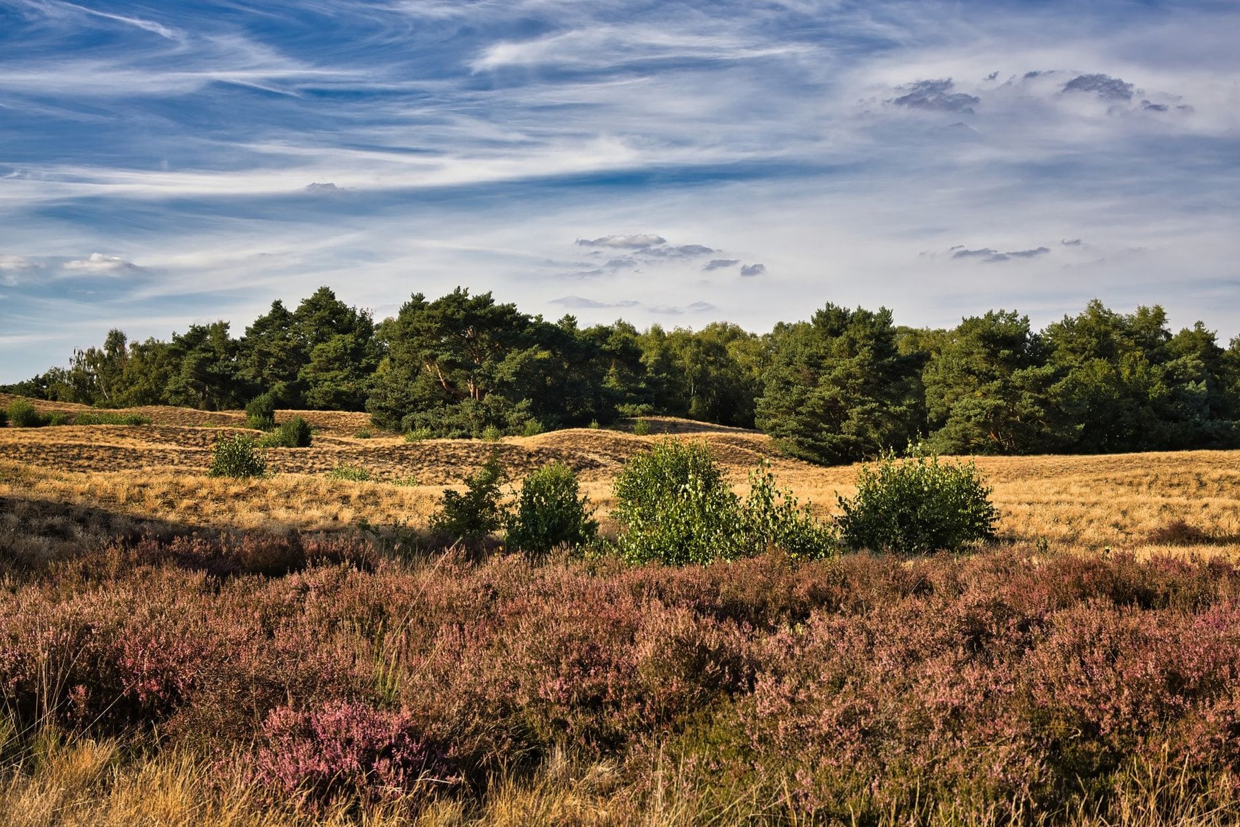 Heather in flower across open heath with pines behind
