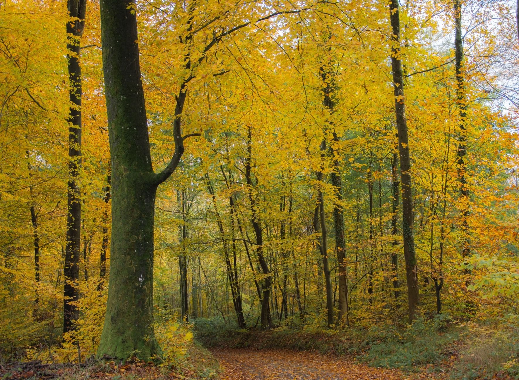 A path through beech forest turning yellow in autumn