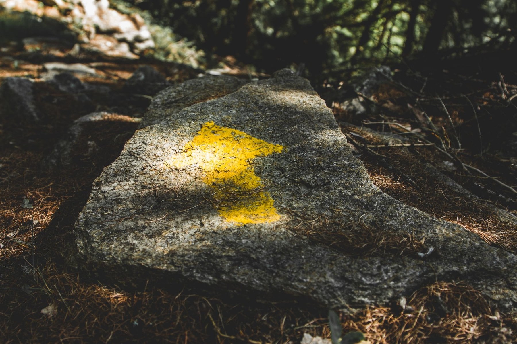 A painted waymark on a rock beside a forest path