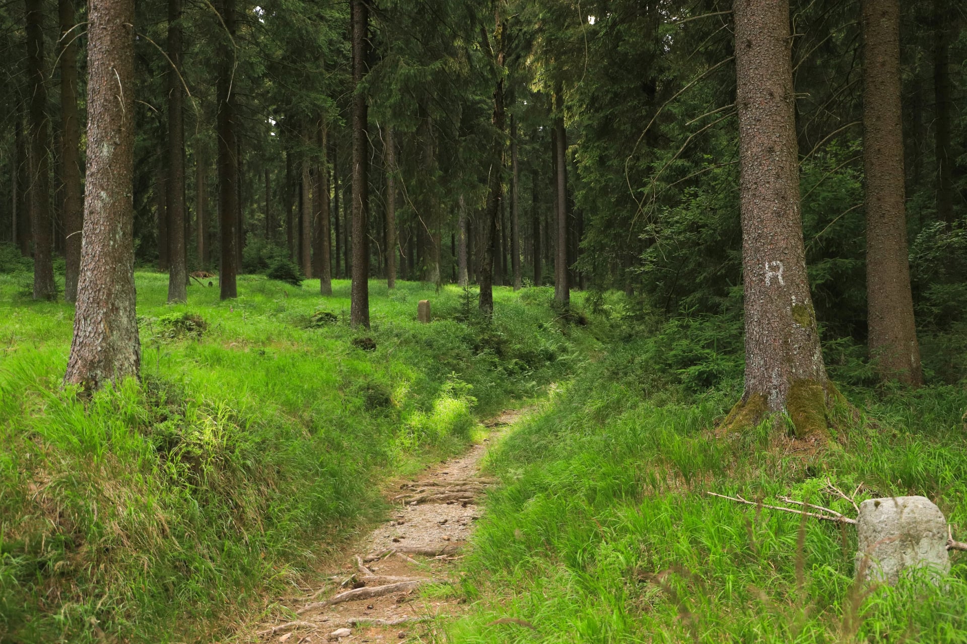 The hiking trail Rennsteig in Ernstthal, Thuringia - Germany