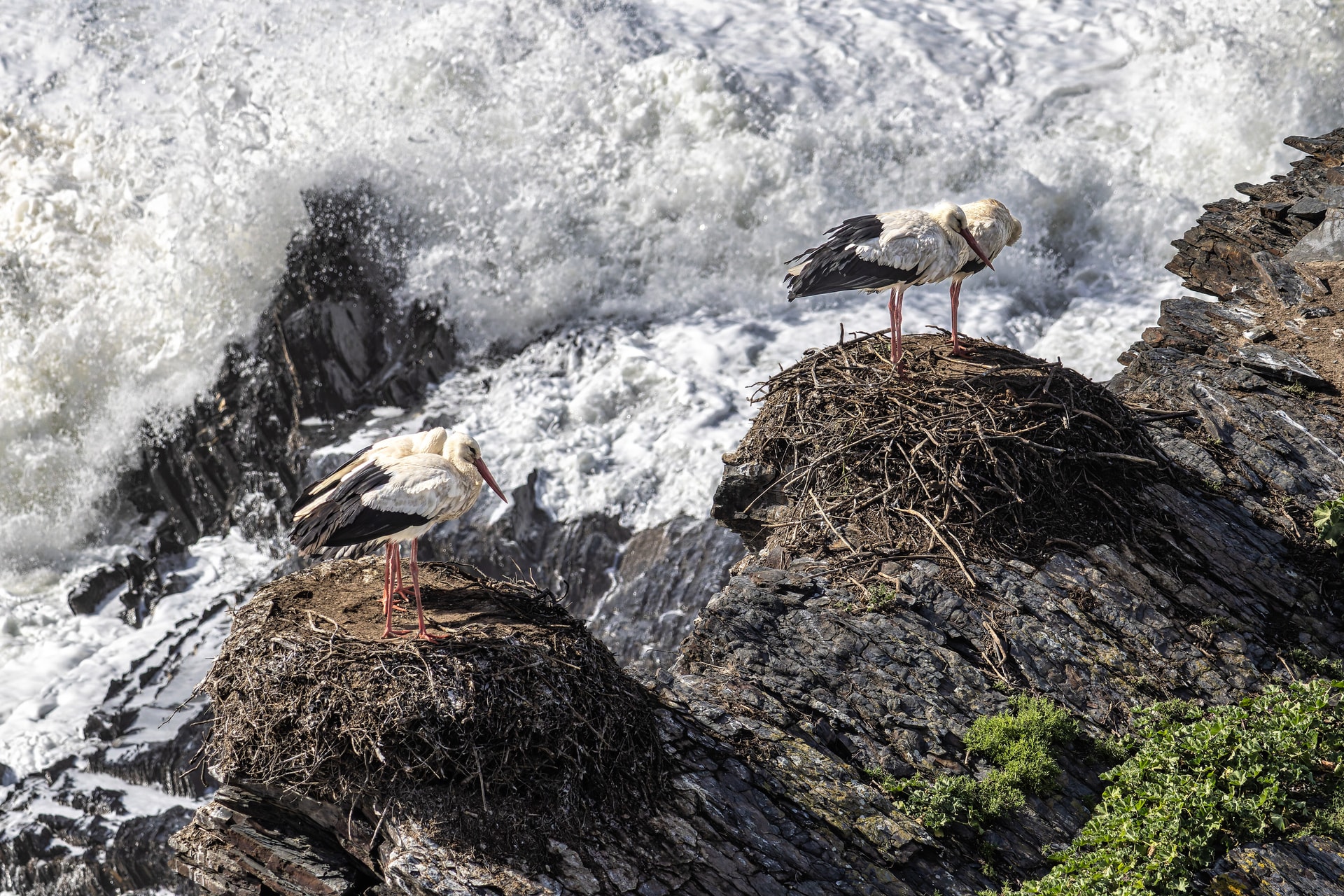 White storks nesting on cliff rocks above crashing waves on the coastline of Odeceixe, Algarve, Portugal.
