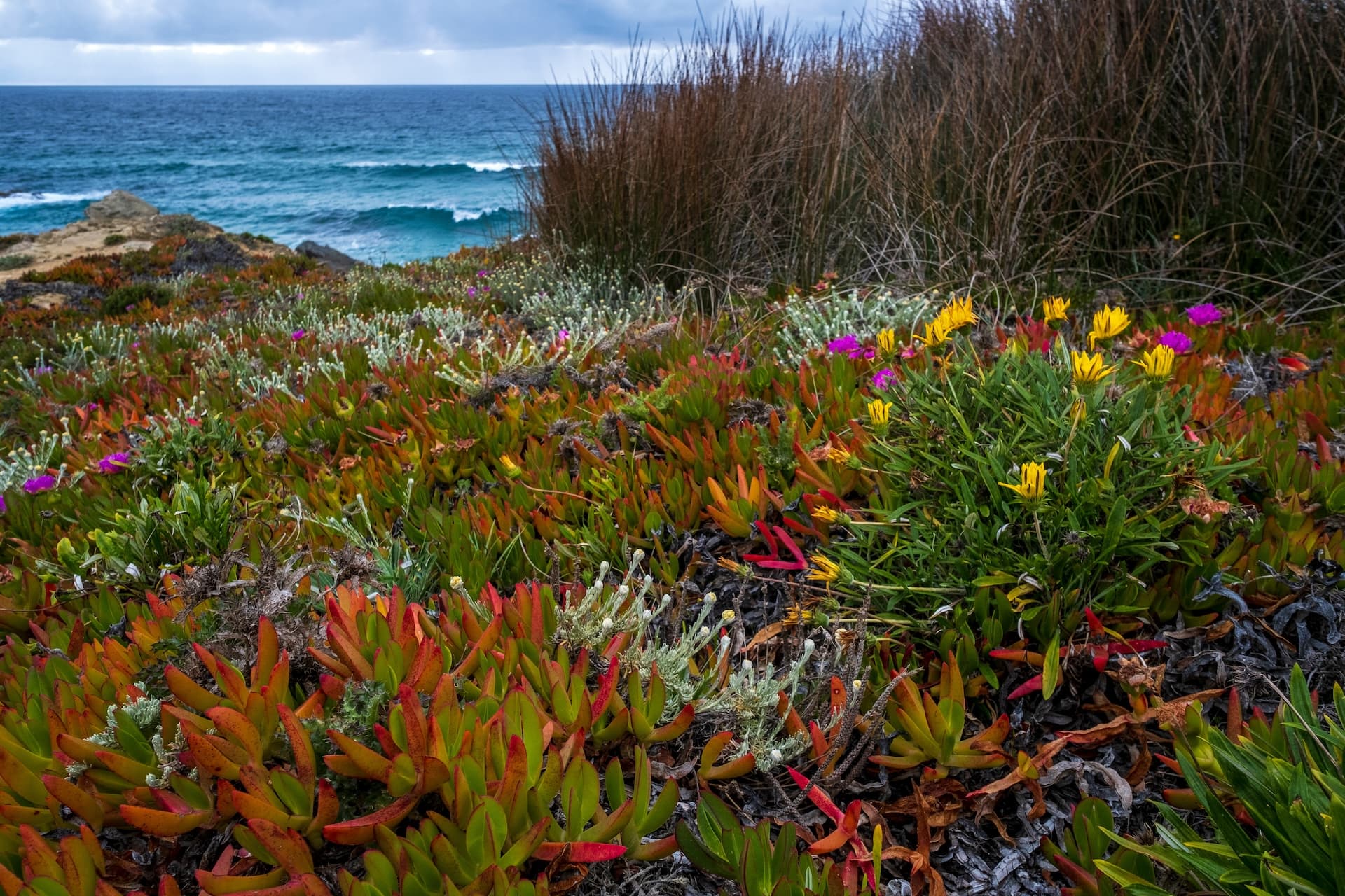 Colorful spring flowers on coastal bluff overlooking the blue sea at Porto Covo, Portugal.