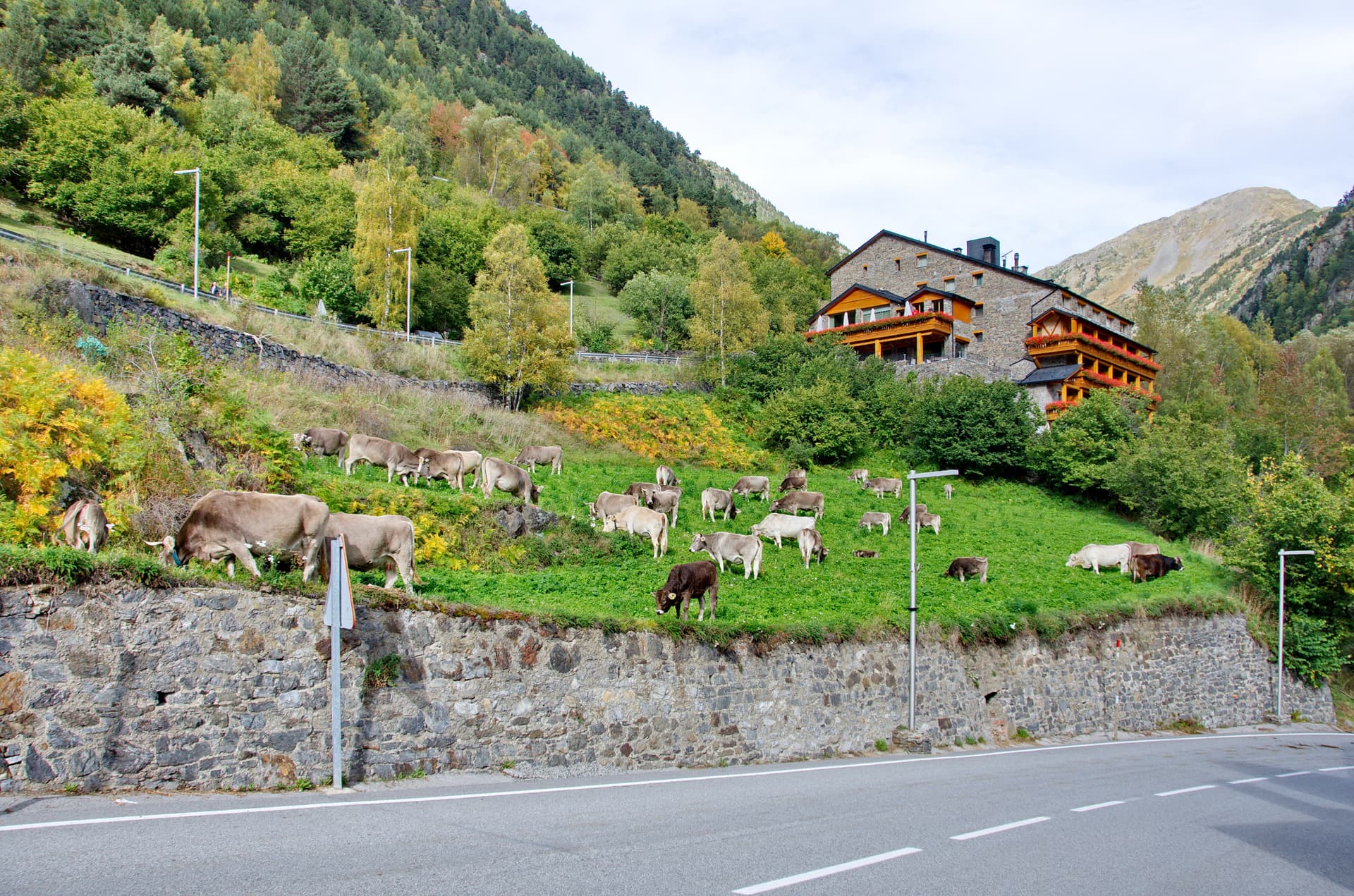 Cows grazing on green hillside near stone hotel below forested mountains, likely El Serrat.