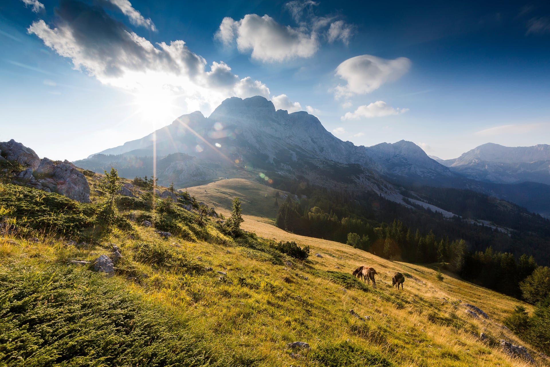 Mountain landscape with grassy slopes, pine trees, and horses grazing under a sunny sky