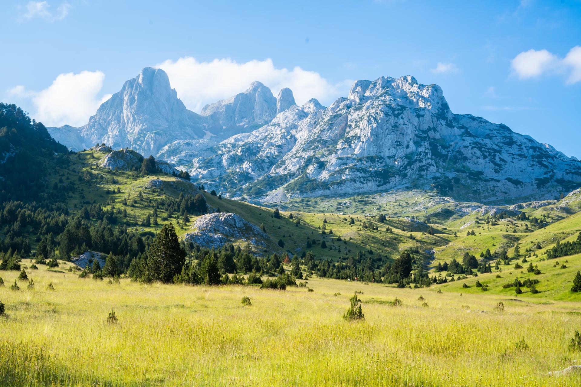 Alpine mountain peaks with green meadows and pine trees under blue sky