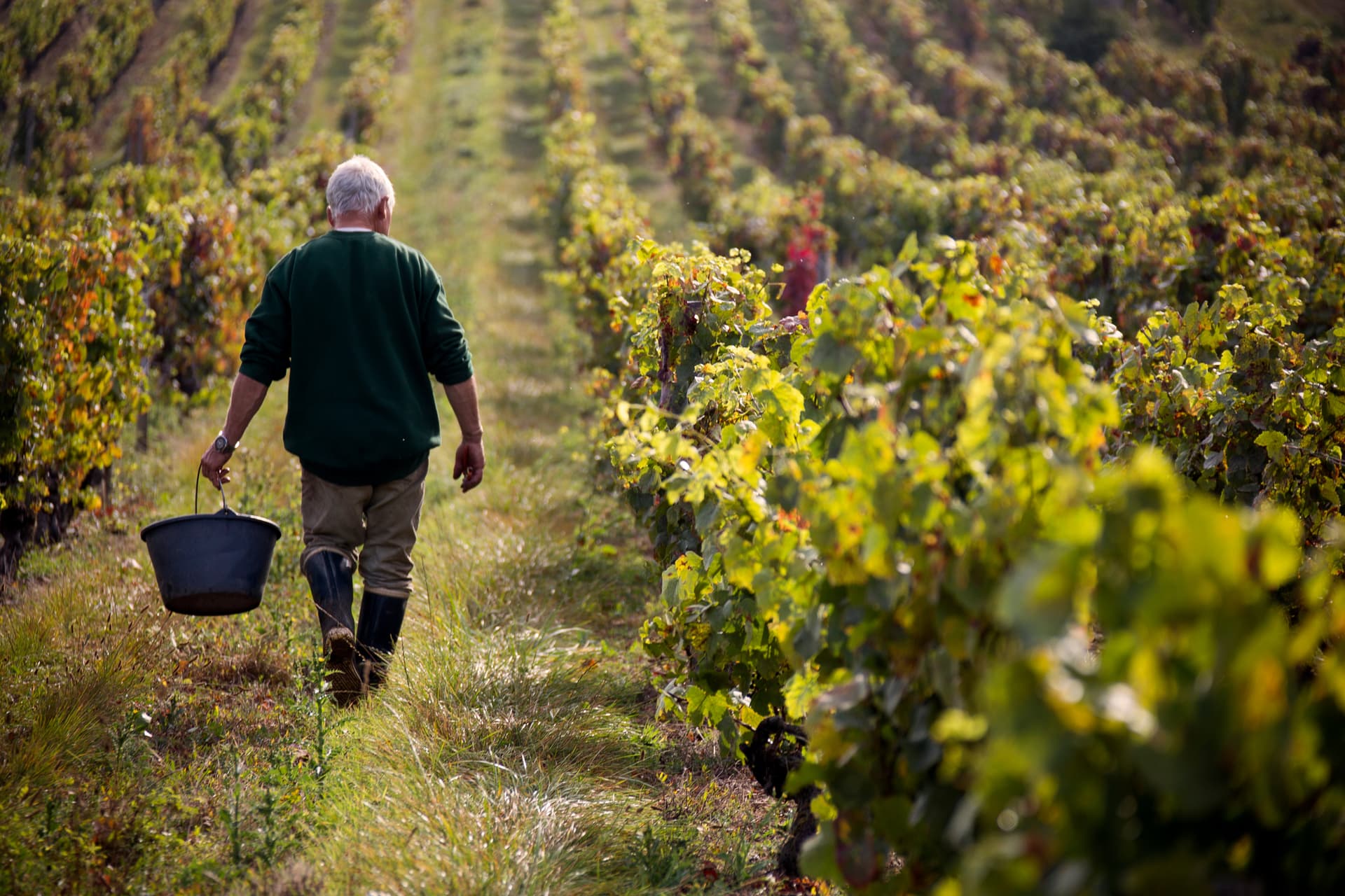 Farmer walking through rows of grapevines in rural French wine country carrying a bucket.