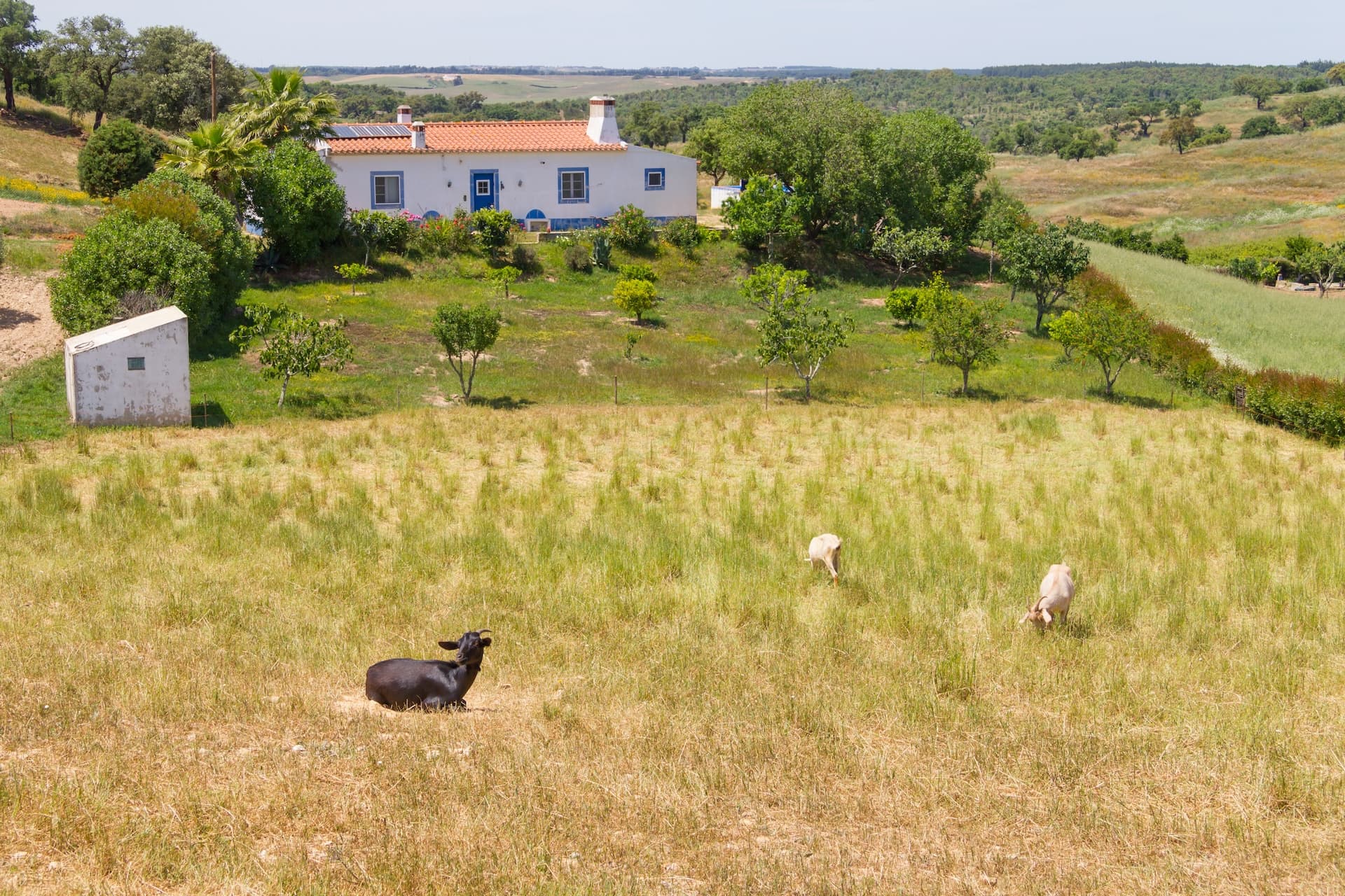 Goat group in a dry grassy field near a white farmhouse in Vale Seco, Santiago do Cacem.