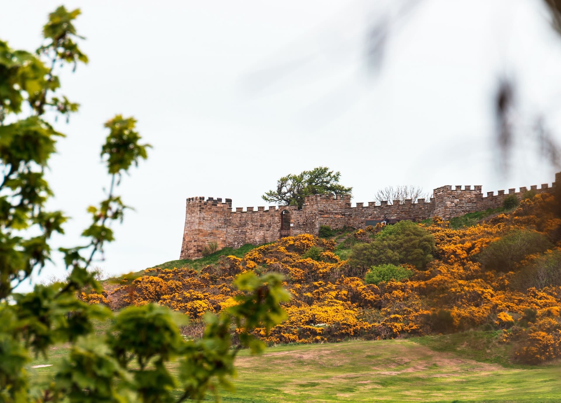 Castelo de Santiago do Cacem walls atop a hill with yellow flowers, viewed through foreground foliage in Portugal.