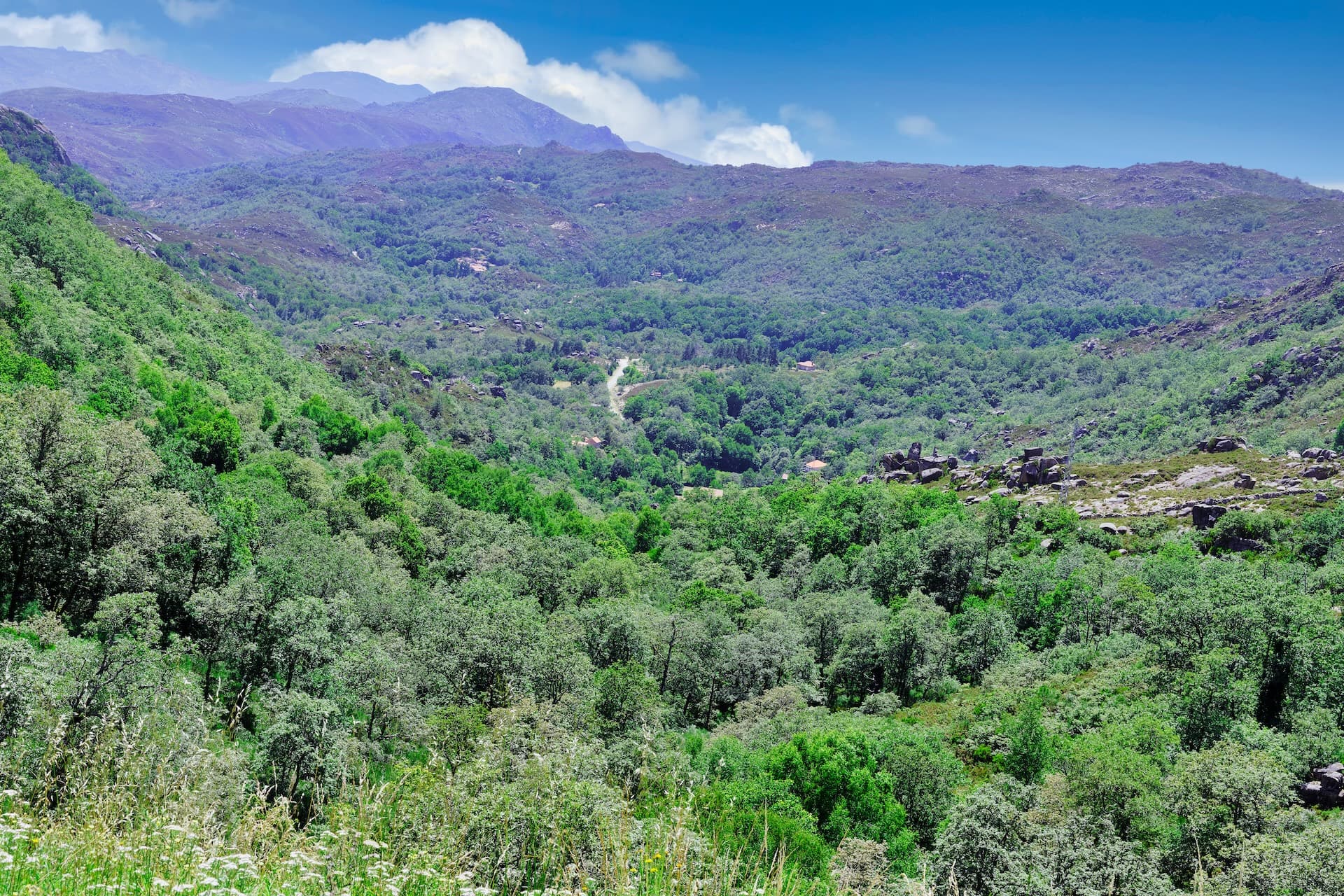 Lush green valley with dense forest, mountains in background, and small road in Peneda-Geres National Park, Portugal.