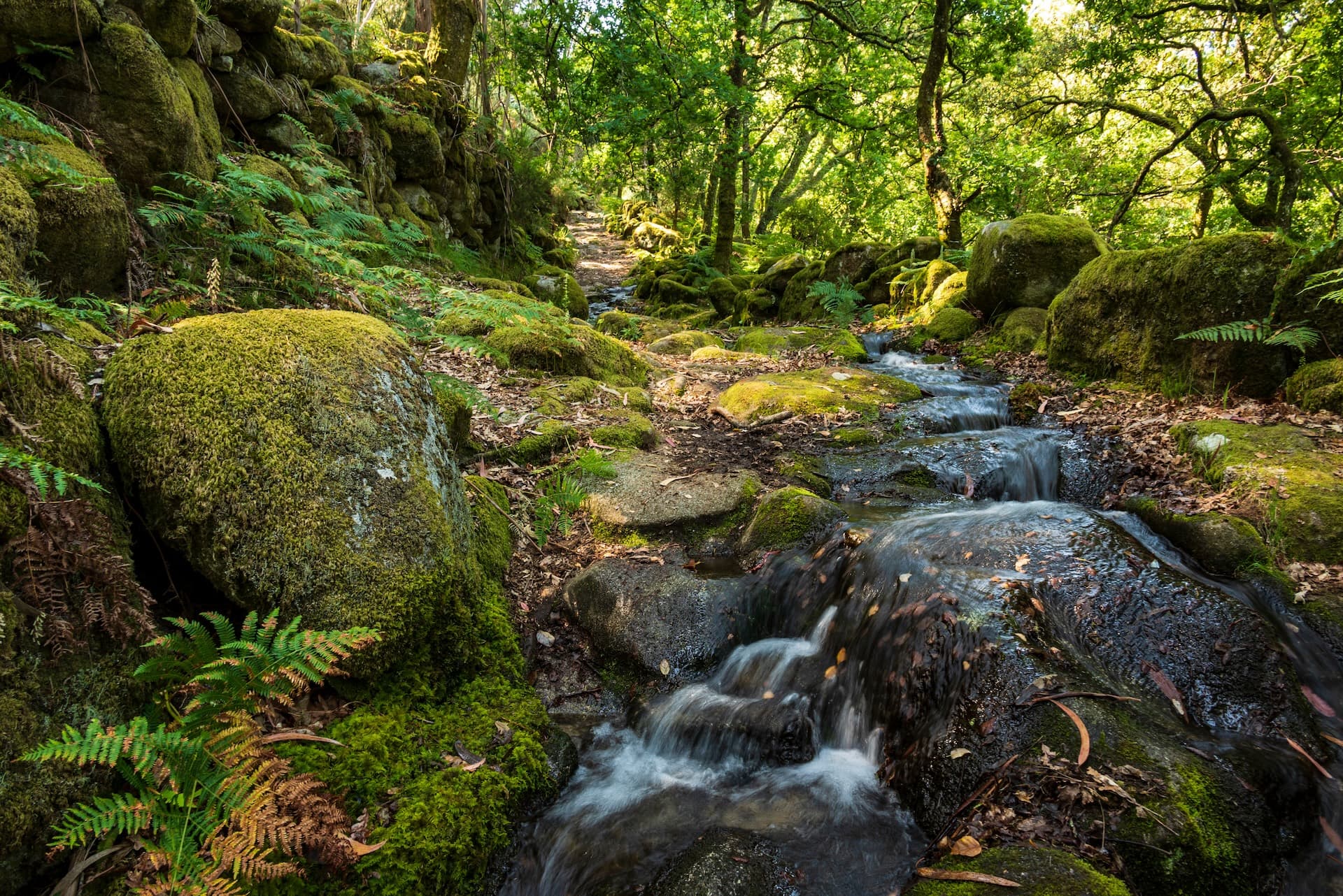 Stream flowing over moss-covered rocks near a forest path in Peneda-Gerês National Park.