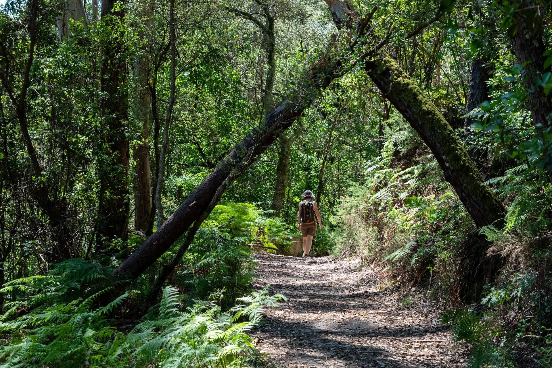 Woman hiking on forest path under mossy fallen trees to Rajada waterfall in Peneda-Geres National Park.