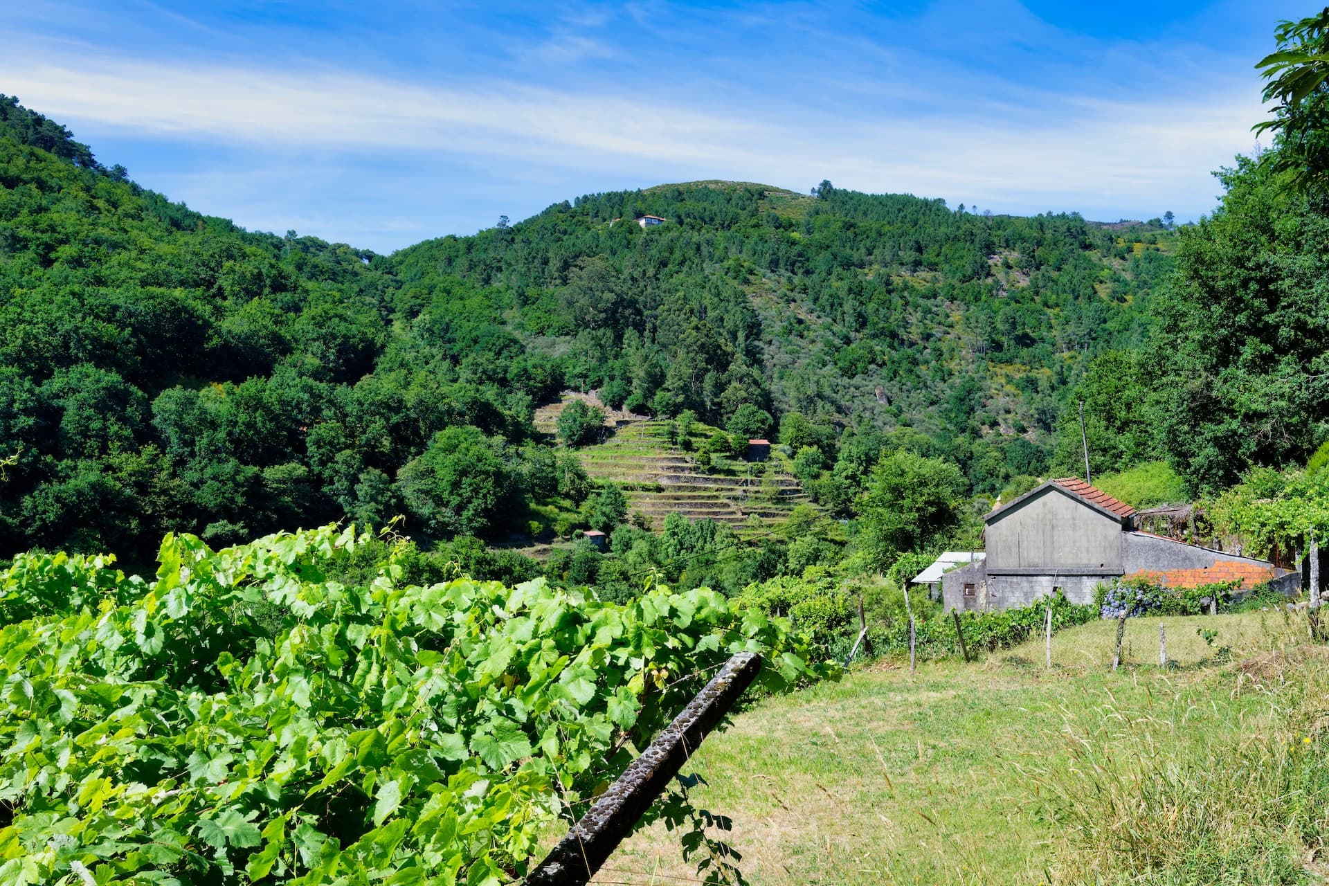 Vineyard in foreground overlooking terraced hillsides and forest near Sistelo village, Peneda-Geres, Portugal.