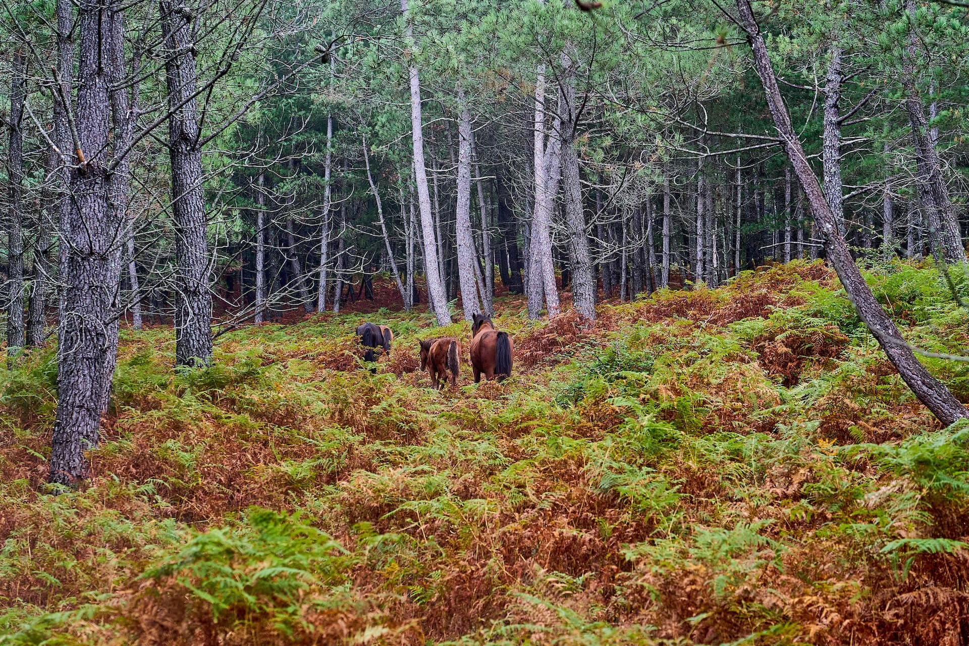 Horses walking up a hill covered in green and brown ferns in a pine forest in Peneda-Geres National Park.