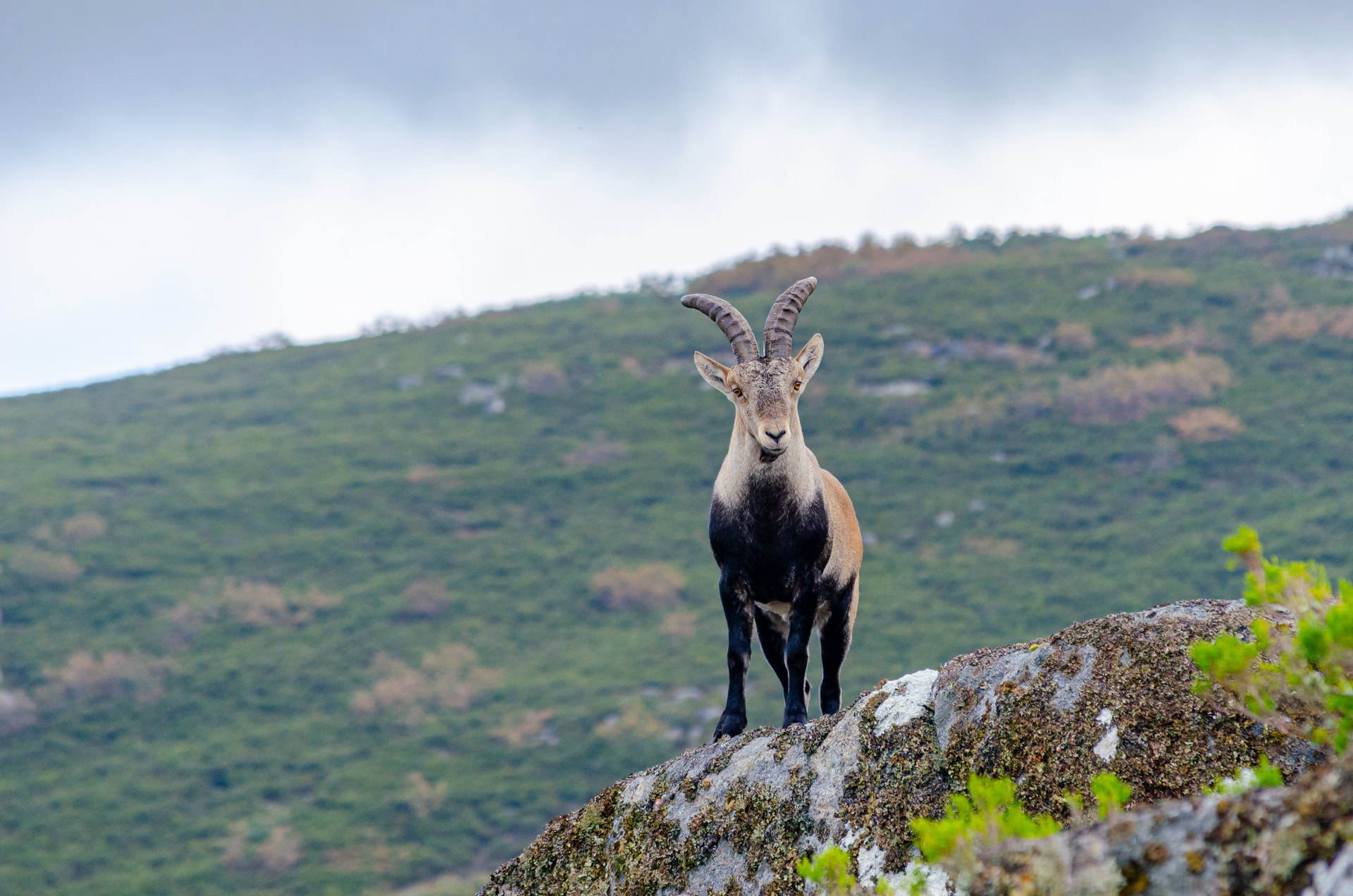 Wild goat standing still on a rock in Peneda-Geres National Park against a green hillside.