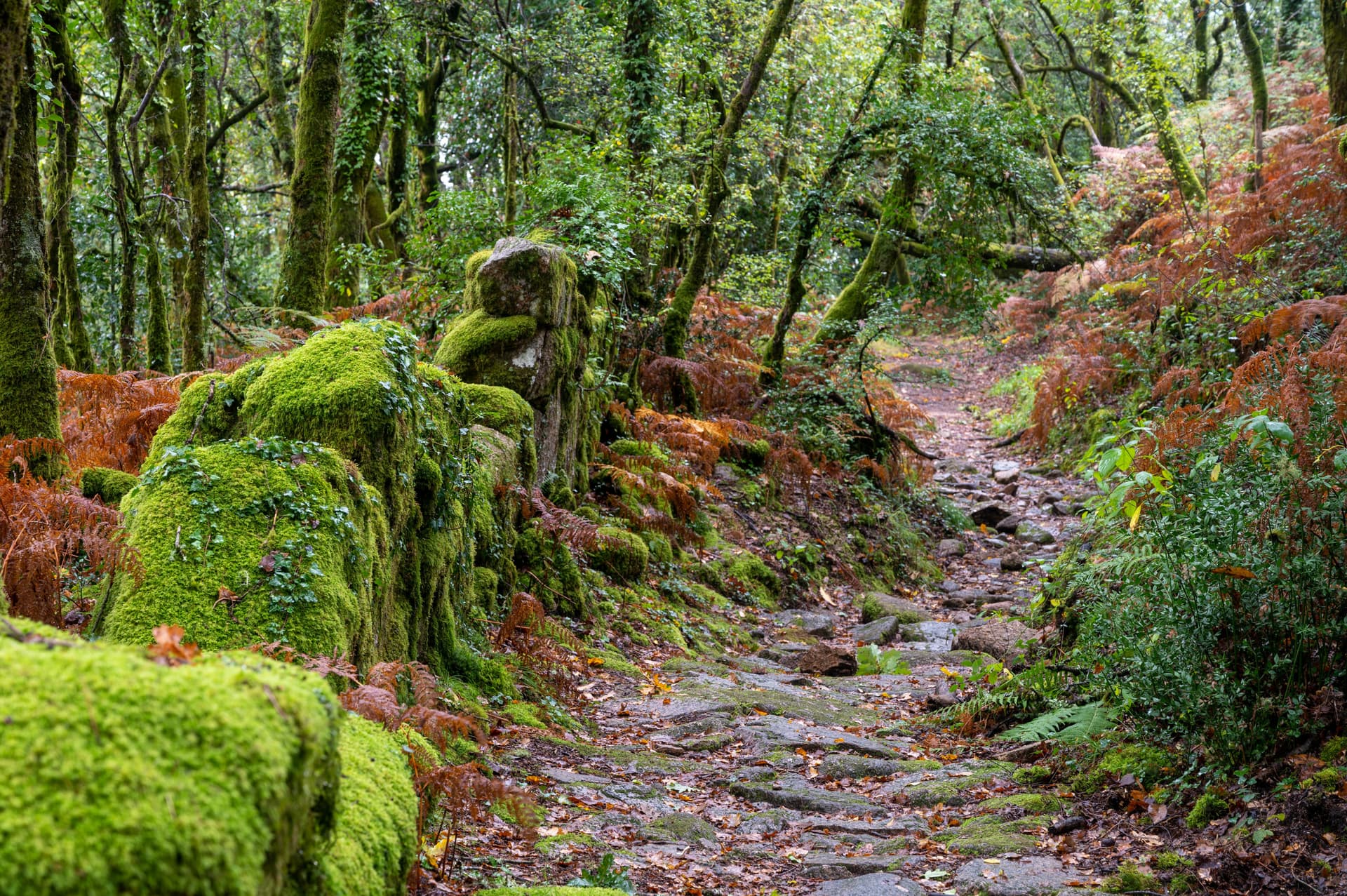 Ancient Roman road section in Peneda-Geres National Park, lined with moss and autumn ferns.