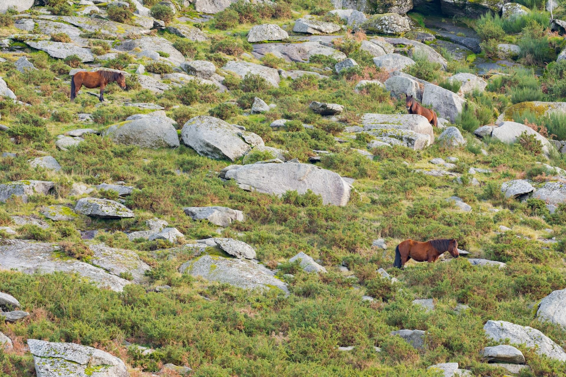 Three brown horses grazing on a rocky, green mountainside with dense low vegetation.