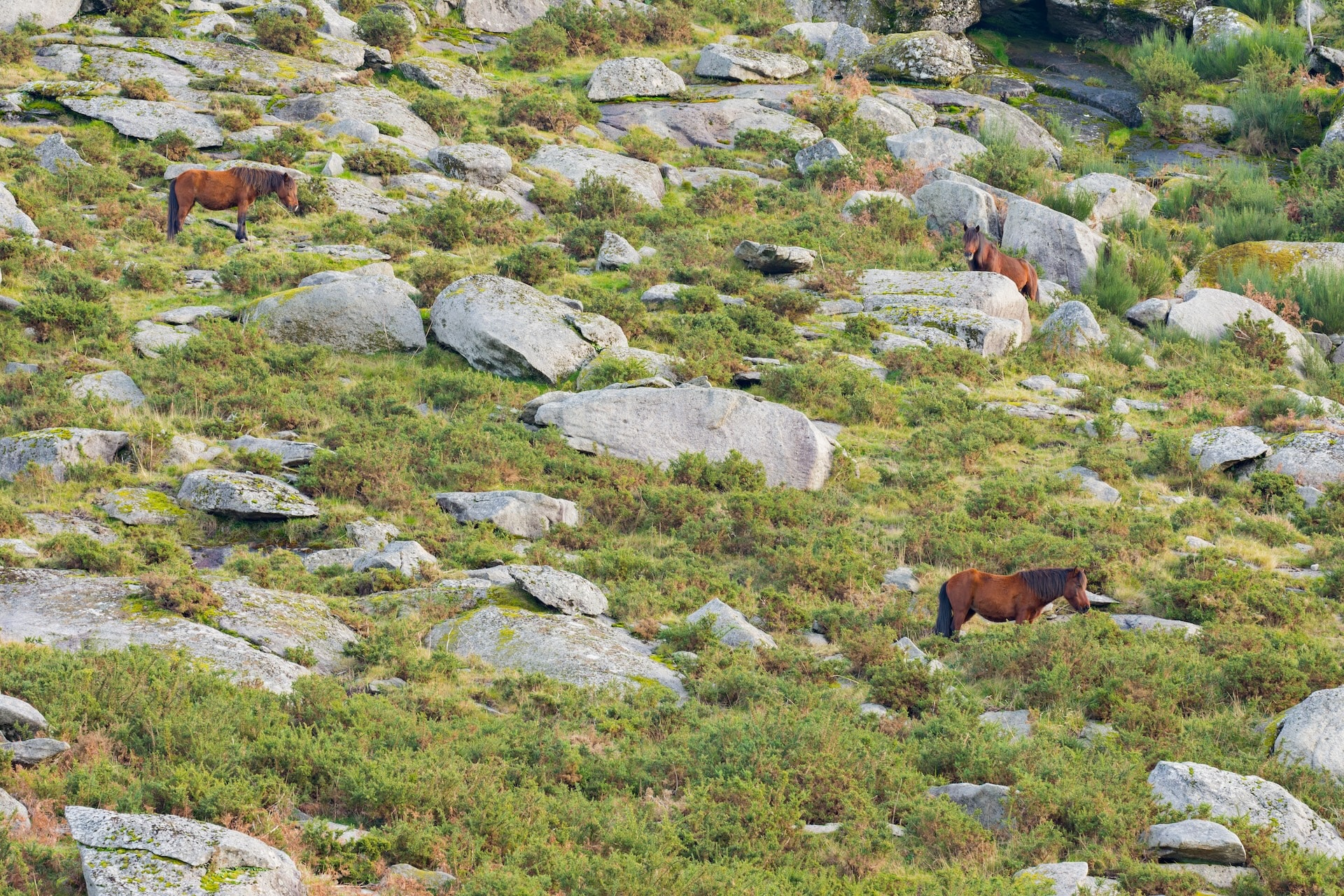 Three brown horses grazing on a rocky, green mountainside with dense low vegetation.