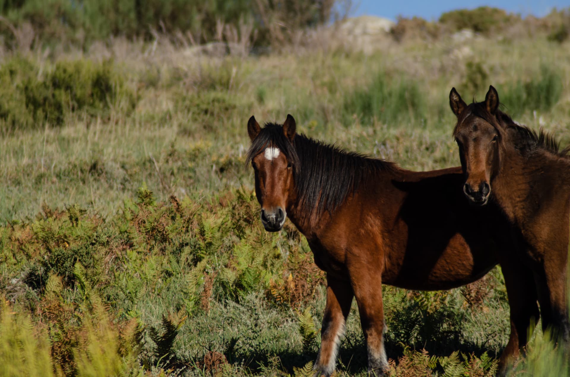 Two wild brown horses standing in tall grass and ferns in Peneda-Geres National Park, Portugal.
