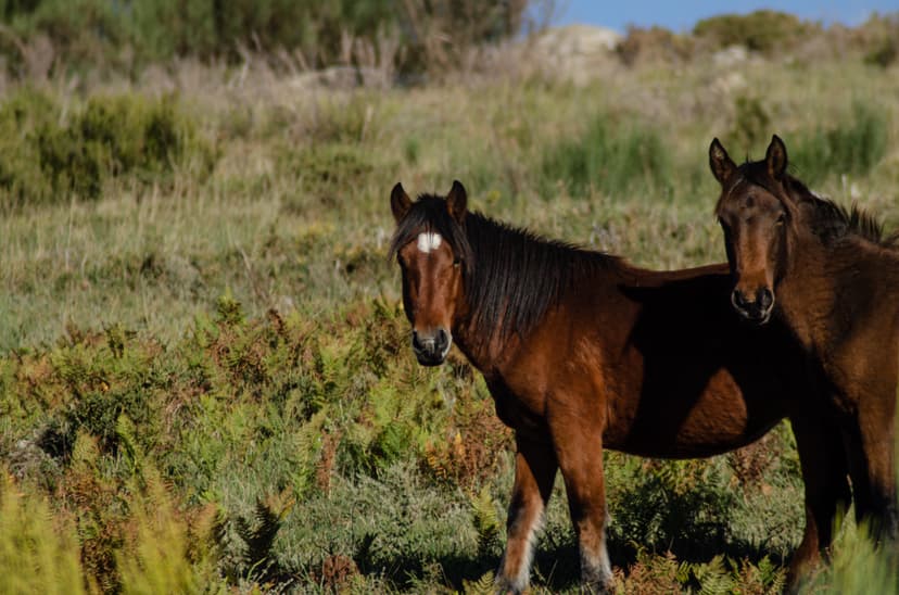 Two wild brown horses standing in tall grass and ferns in Peneda-Geres National Park, Portugal.