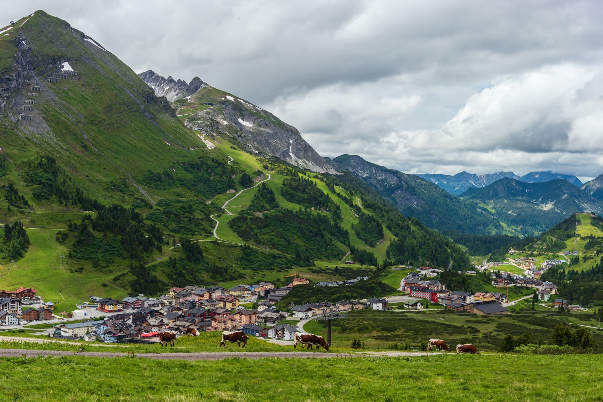 Cows grazing in green pasture above Obertauern village nestled in lush alpine mountains.