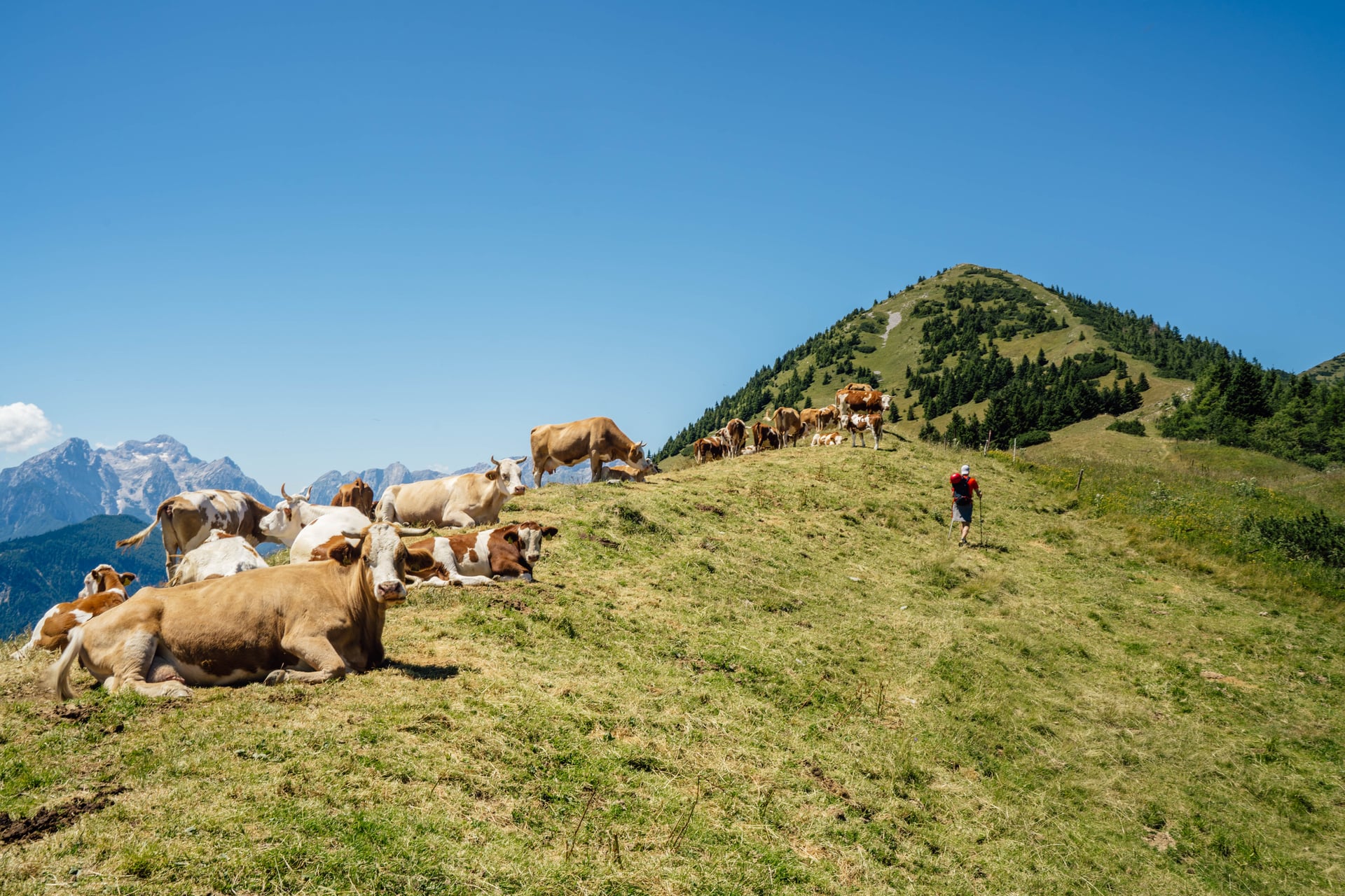 Hiker walking past cows grazing on alpine ridge with mountain background