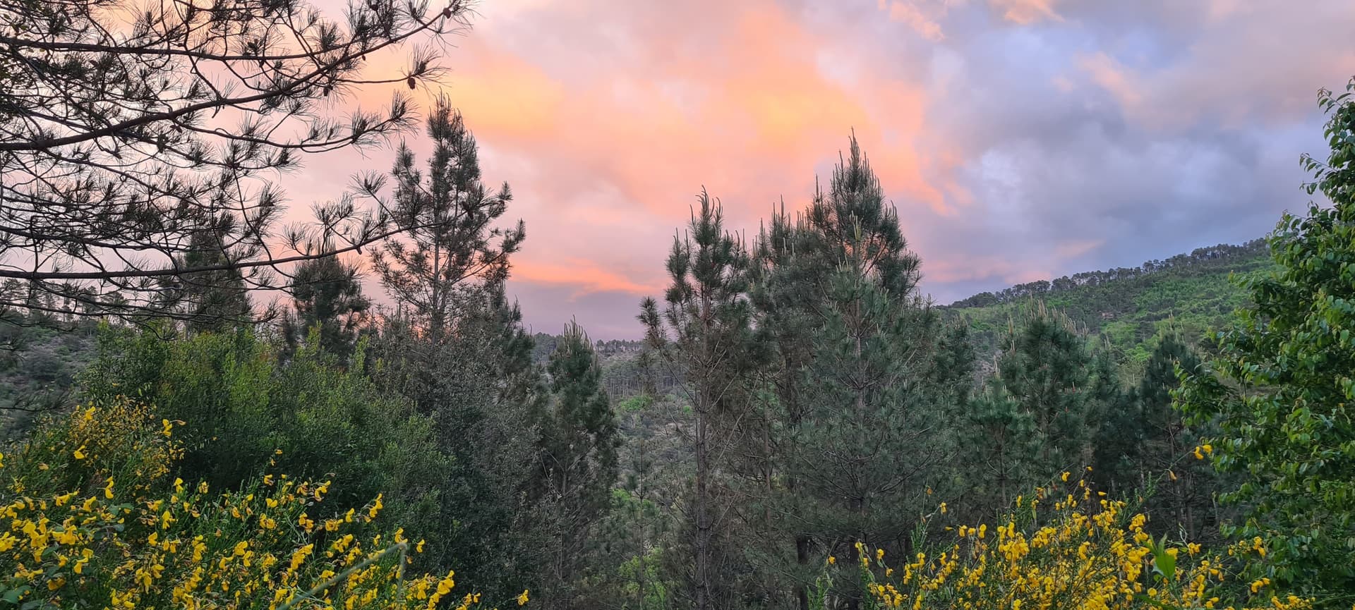 Pine forest and yellow wildflowers against a pink and purple sunset sky in Lozère.
