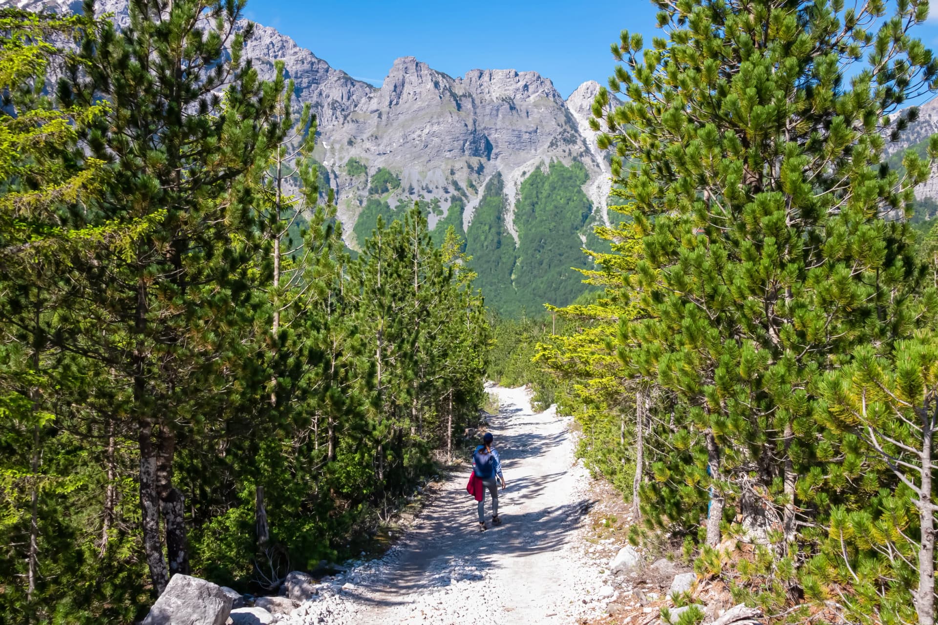 Hiker woman on scenic hiking trail from Valbona to Theth through alpine pine forest. Majestic snow-capped mountain peaks of massif Zhaborret, Albanian Alps, Valbone Valley National Park, Albania