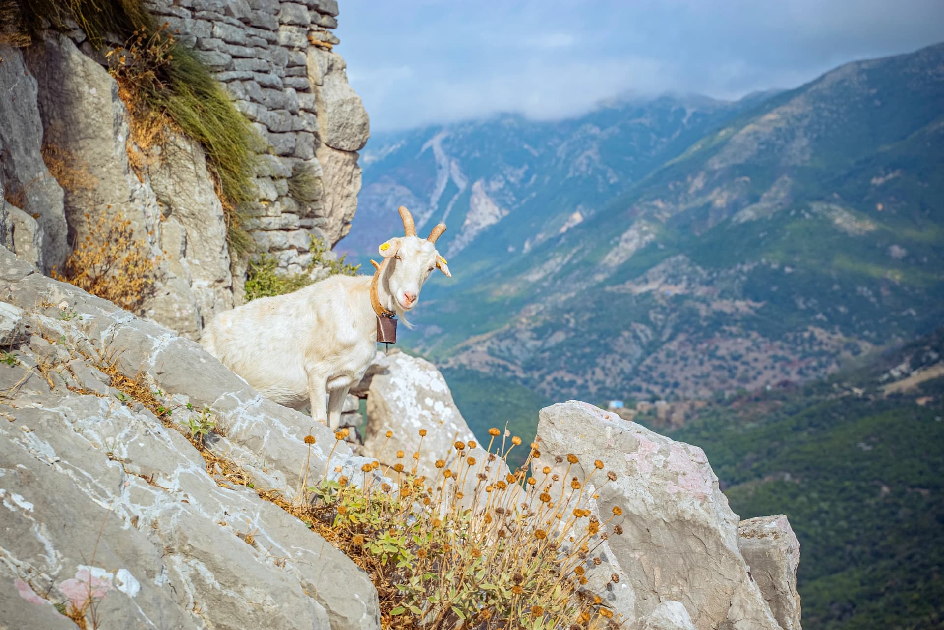 Borsh, Castle, Albania: Goat on rocky cliff with mountains in background