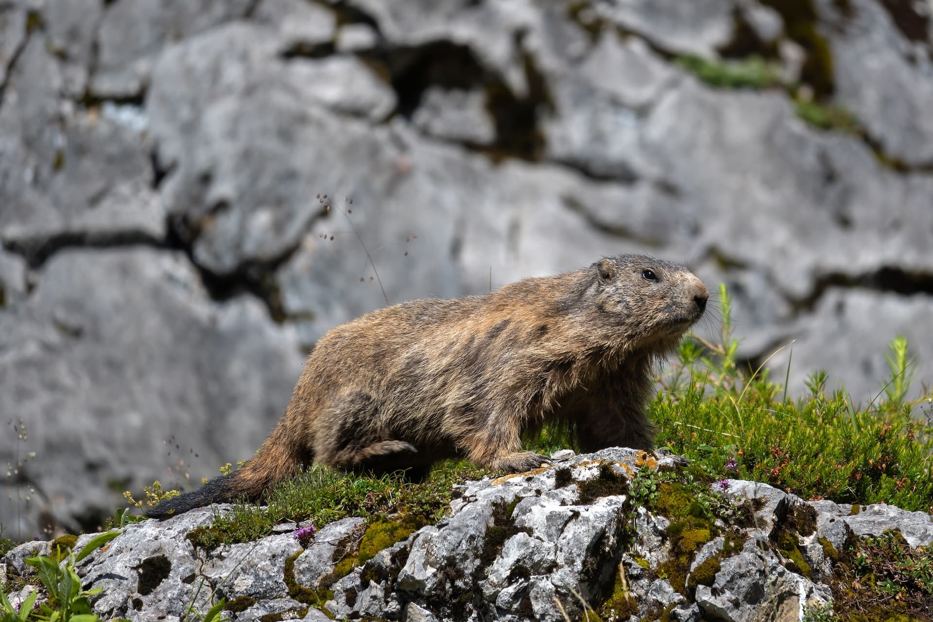 Marmot on mossy rocks with green alpine plants, Bachalm forest background