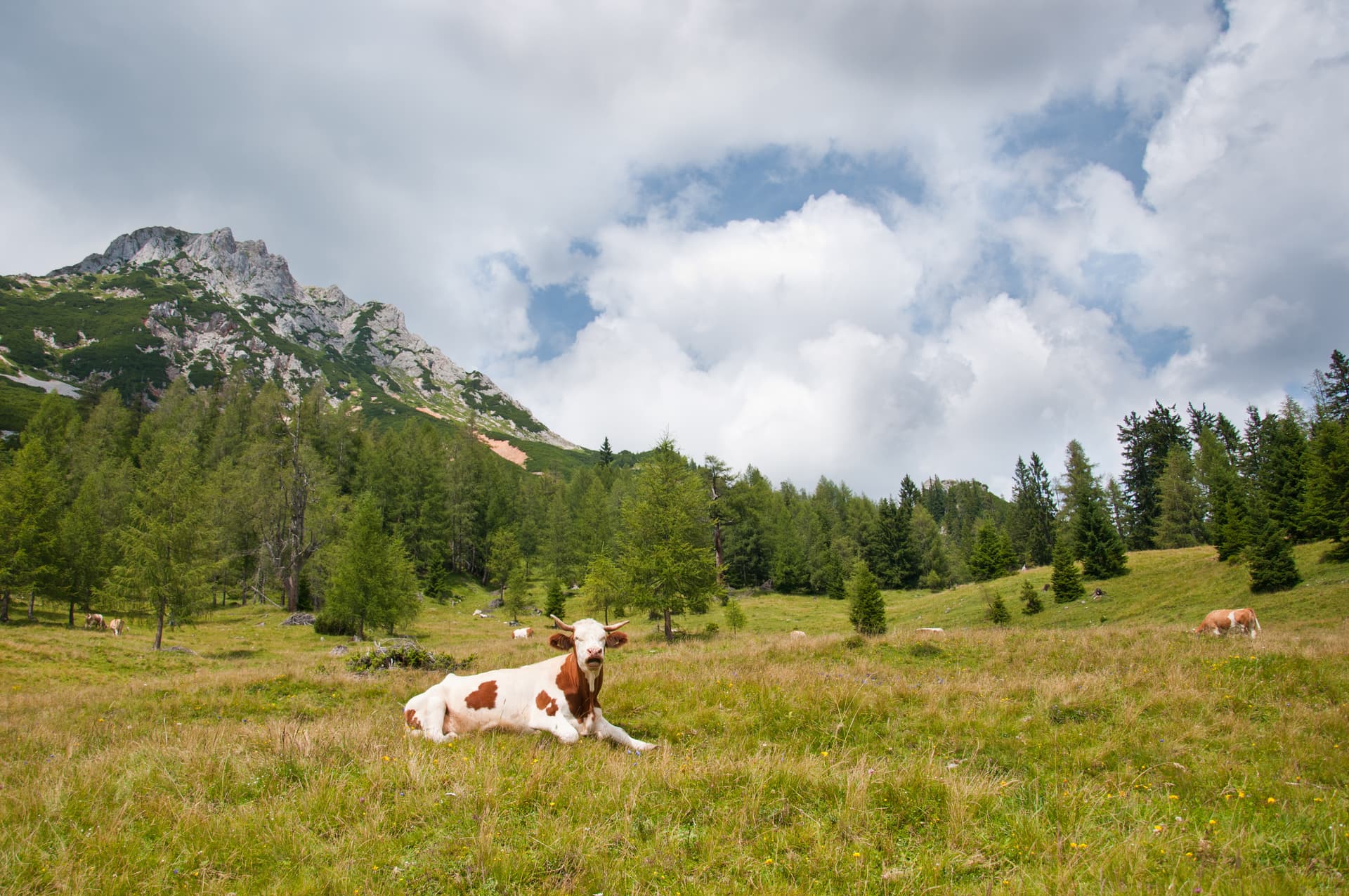 Cow resting in grassy alpine meadow with pine trees and rocky mountain under cloudy sky, Salzburg.